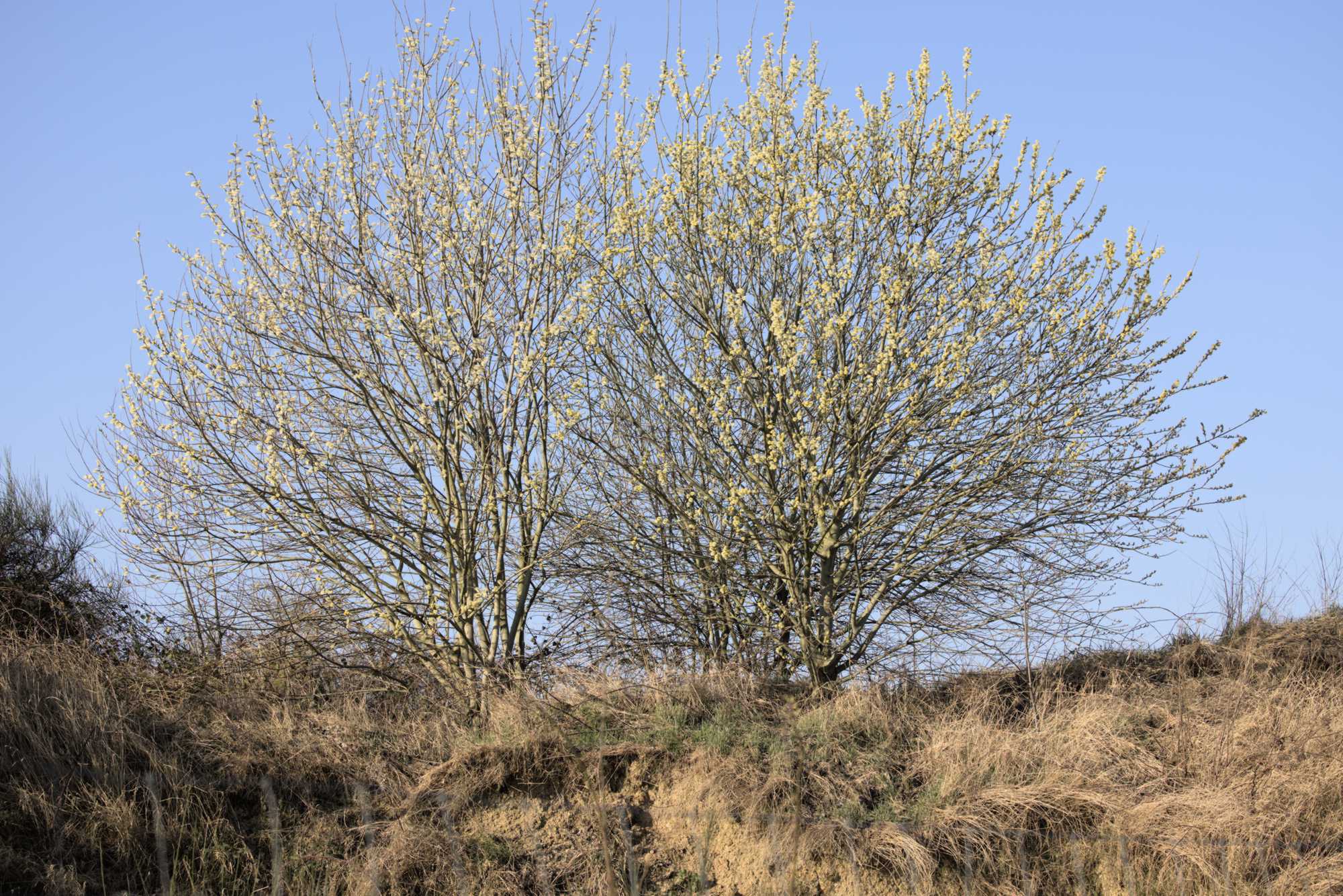 Lokation: Deutschland | Nordrhein-Westfalen | Heinsberg | Wassenberg Kategorien: Baum, Datum: 10.03.2022