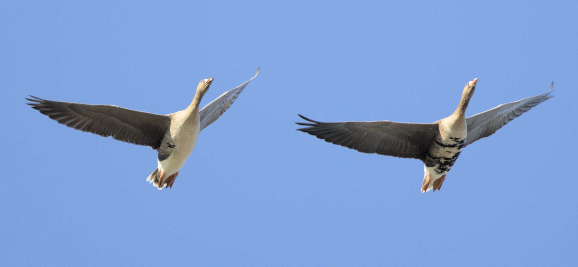Lokation: Deutschland | Nordrhein-Westfalen | Heinsberg | Wassenberg Kategorien: Vögel, Datum: 10.03.2022