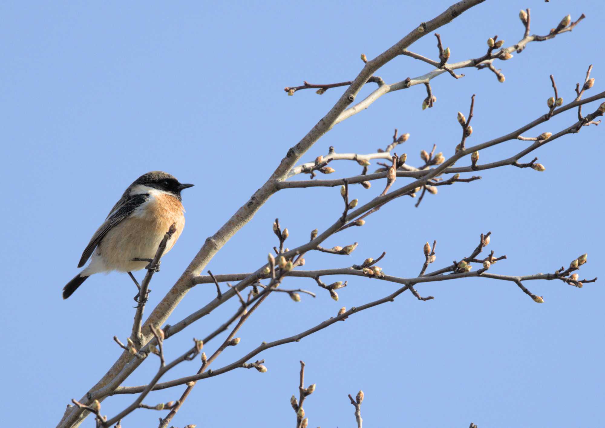 Lokation: Deutschland | Nordrhein-Westfalen | Heinsberg | Wassenberg Kategorien: Vögel, Datum: 10.03.2022