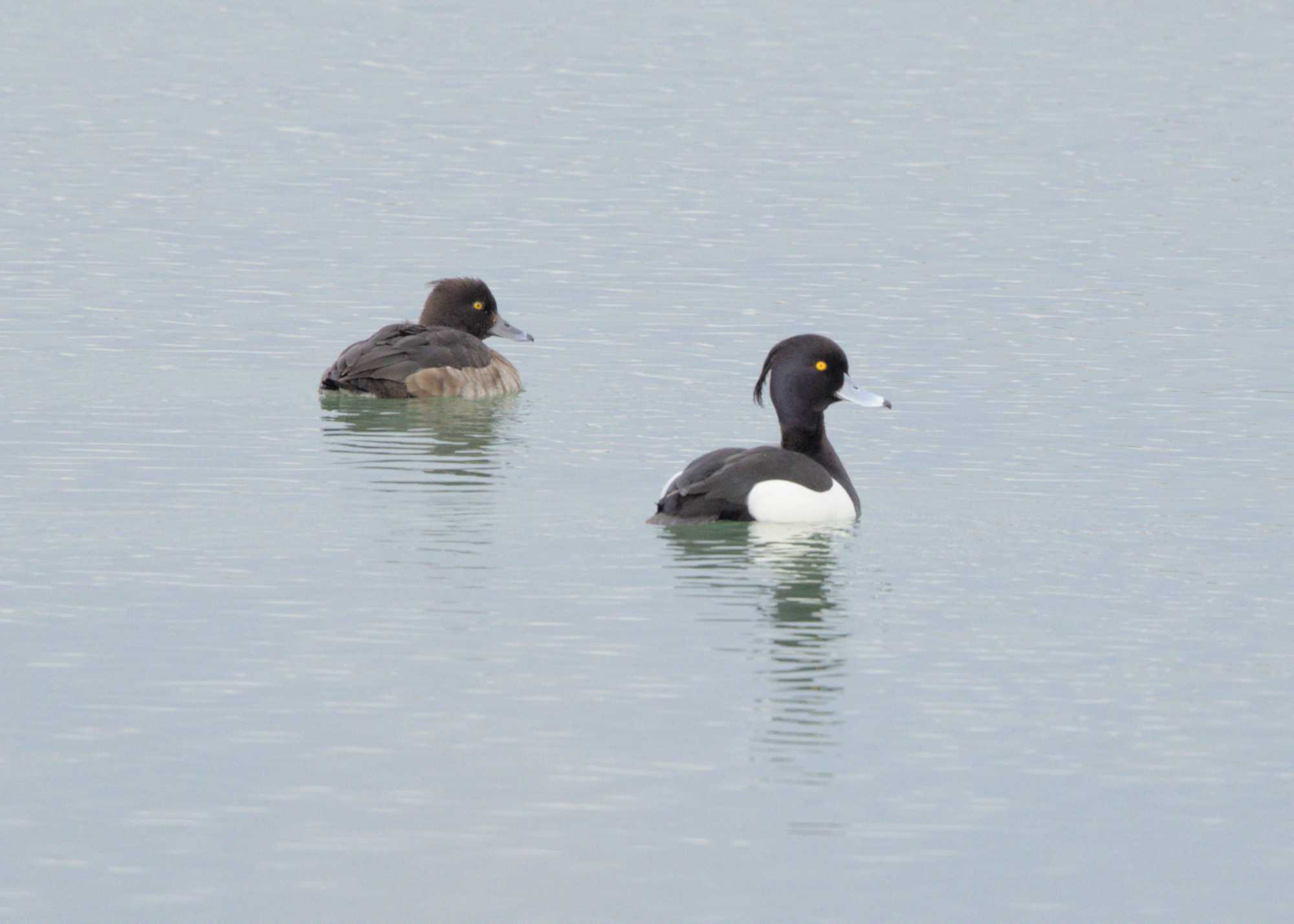 Lokation: Deutschland | Nordrhein-Westfalen | Heinsberg | Wassenberg Kategorien: Vögel, Datum: 12.03.2022