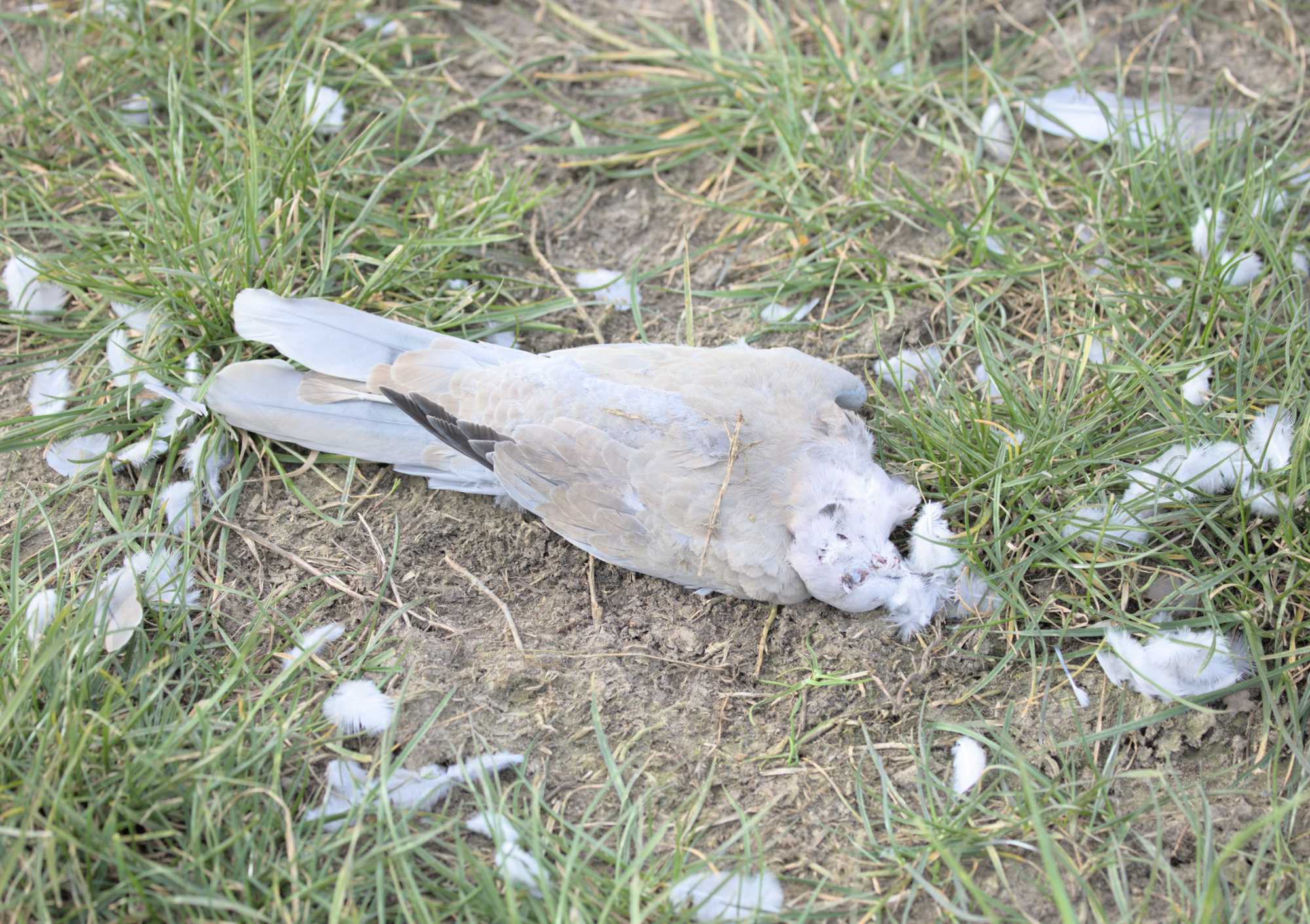 Lokation: Deutschland | Nordrhein-Westfalen | Heinsberg | Wassenberg Kategorien: Vögel, Datum: 12.03.2022