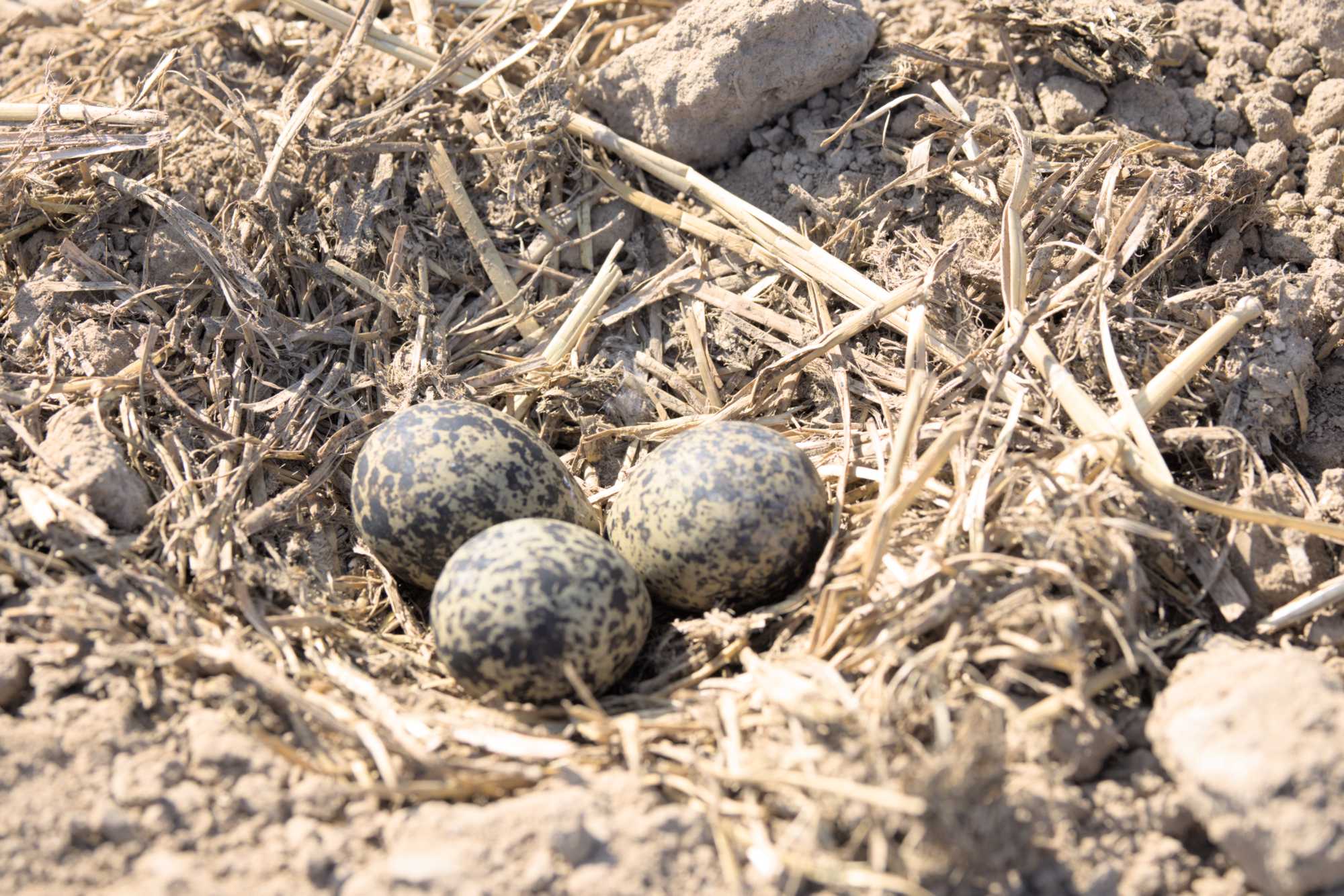 Lokation: Deutschland | Nordrhein-Westfalen | Heinsberg | Wassenberg Kategorien: Vögel, Datum: 22.03.2022