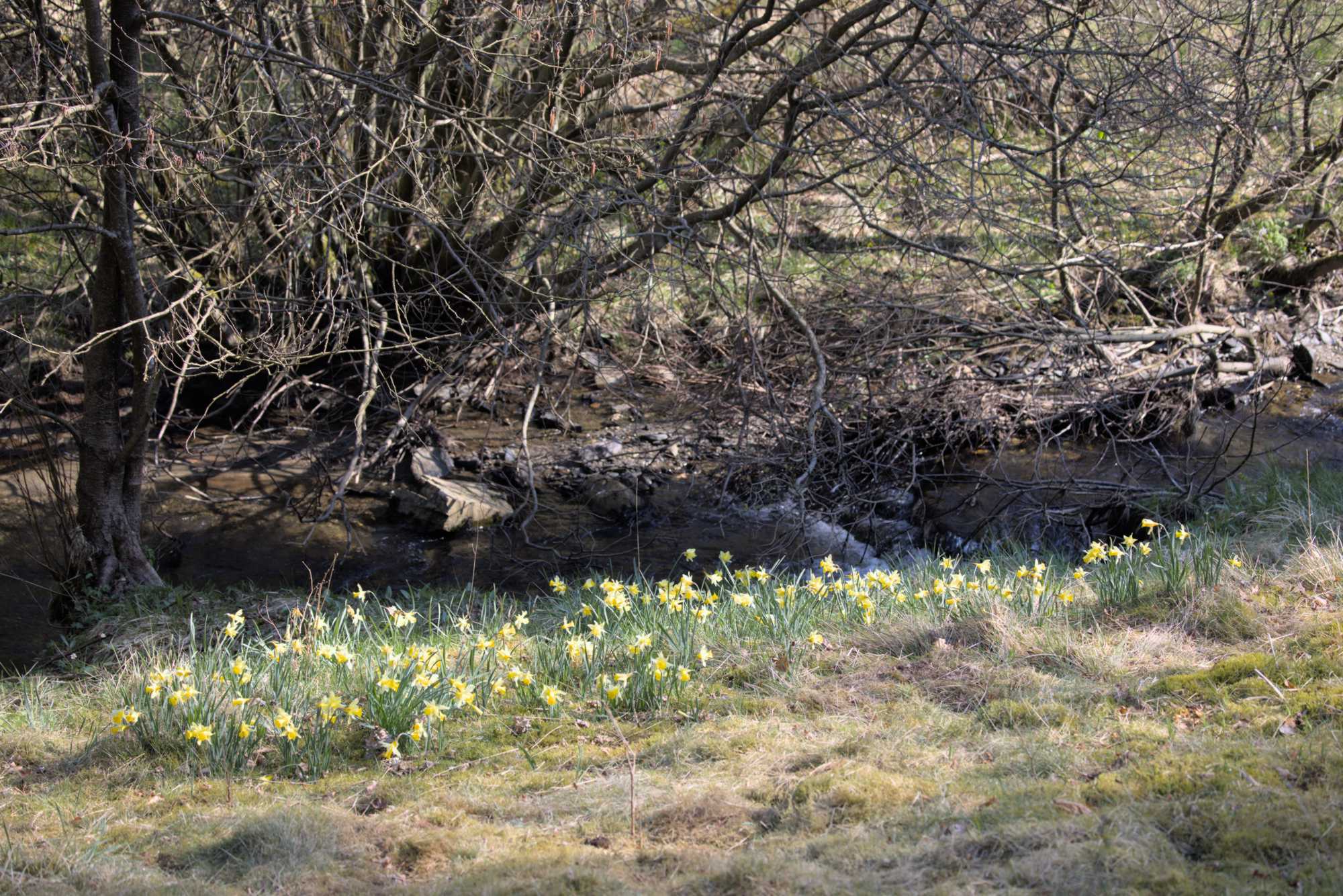 Lokation: Deutschland | Nordrhein-Westfalen | Aachen | Monschau Kategorien: Vegetation, Datum: 28.04.2022