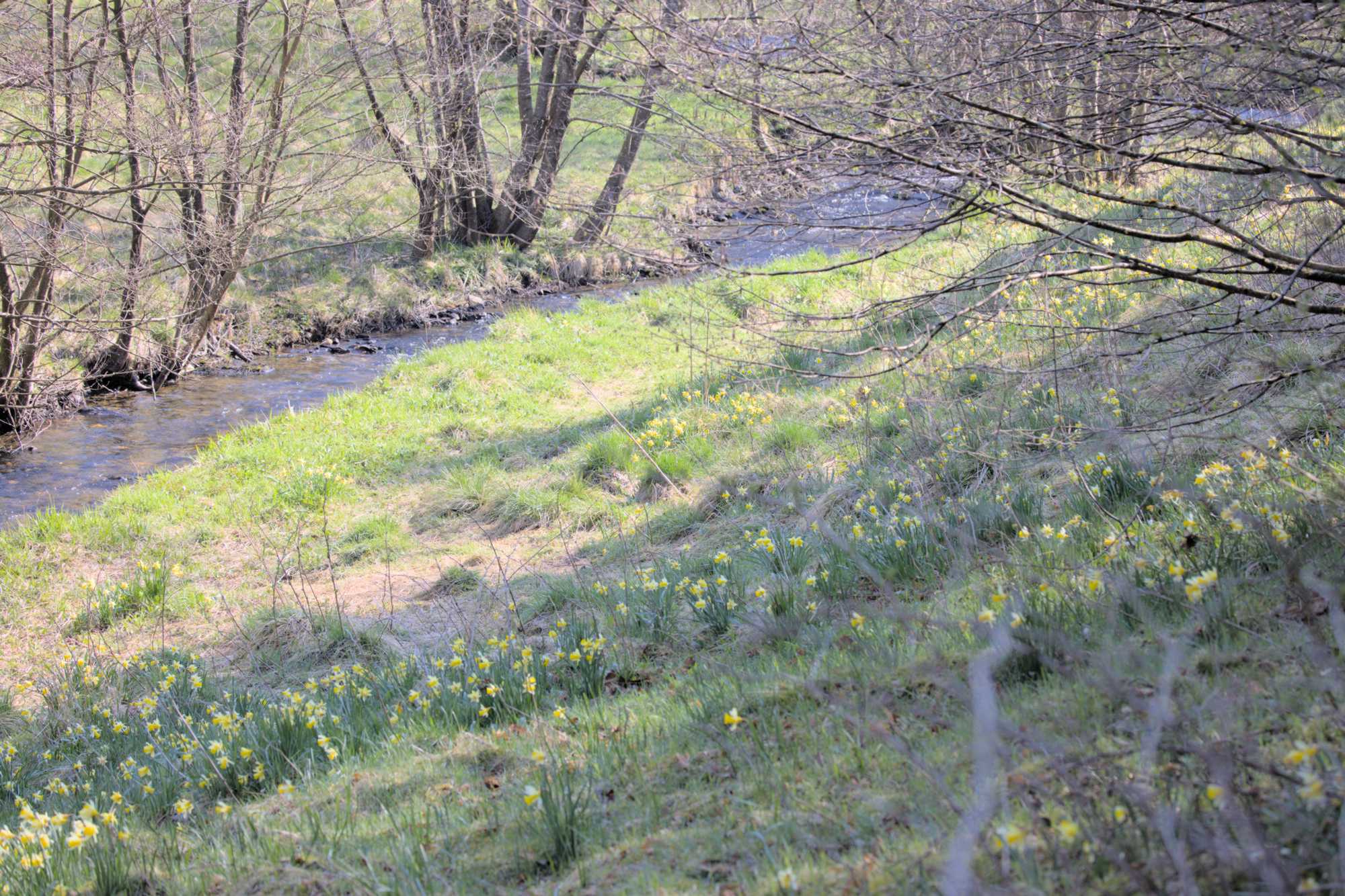 Lokation: Deutschland | Nordrhein-Westfalen | Aachen | Monschau Kategorien: Vegetation, Datum: 28.04.2022
