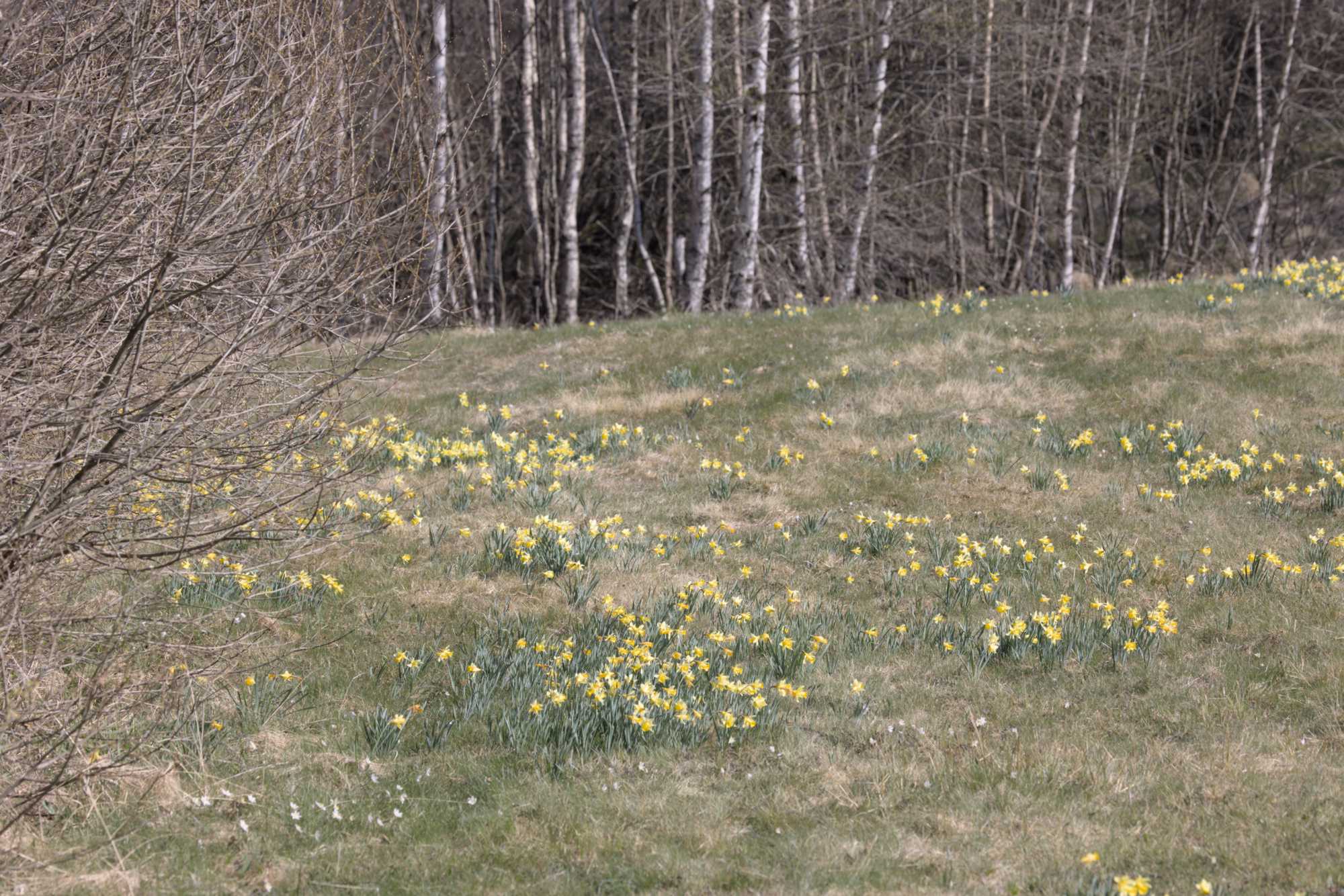 Lokation: Deutschland | Nordrhein-Westfalen | Aachen | Monschau Kategorien: Vegetation, Datum: 28.04.2022