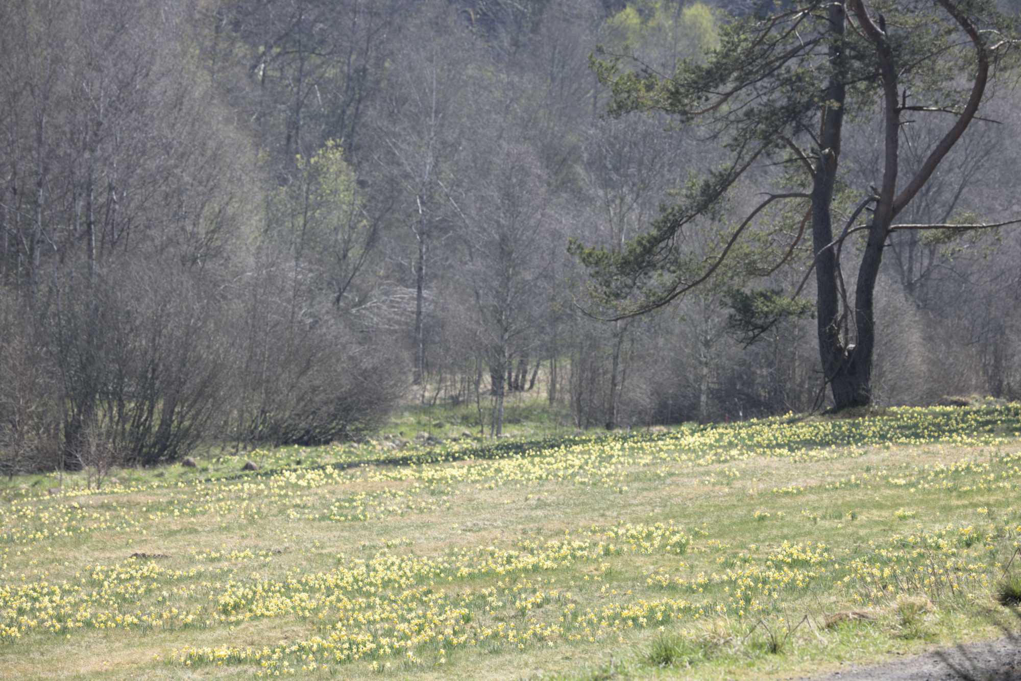 Lokation: Deutschland | Nordrhein-Westfalen | Aachen | Monschau Kategorien: Vegetation, Datum: 28.04.2022