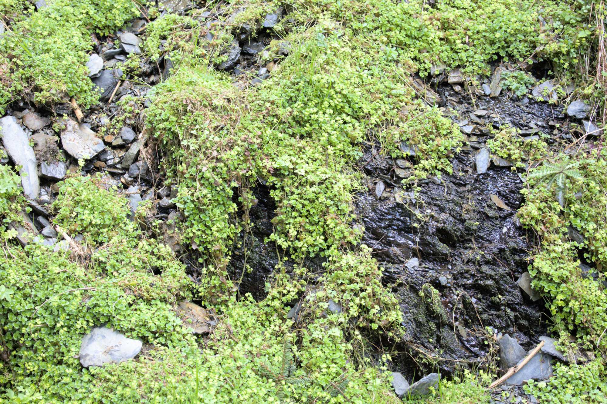 Lokation: Deutschland | Nordrhein-Westfalen | Aachen | Monschau Kategorien: Vegetation, Datum: 28.04.2022