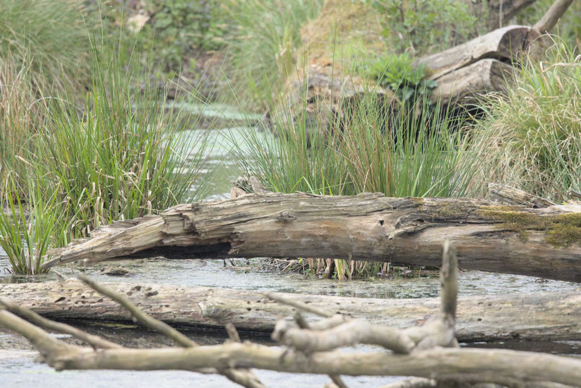 Lokation: Deutschland | Nordrhein-Westfalen | Düren | Jülich Kategorien: Fluss, Datum: 01.05.2022