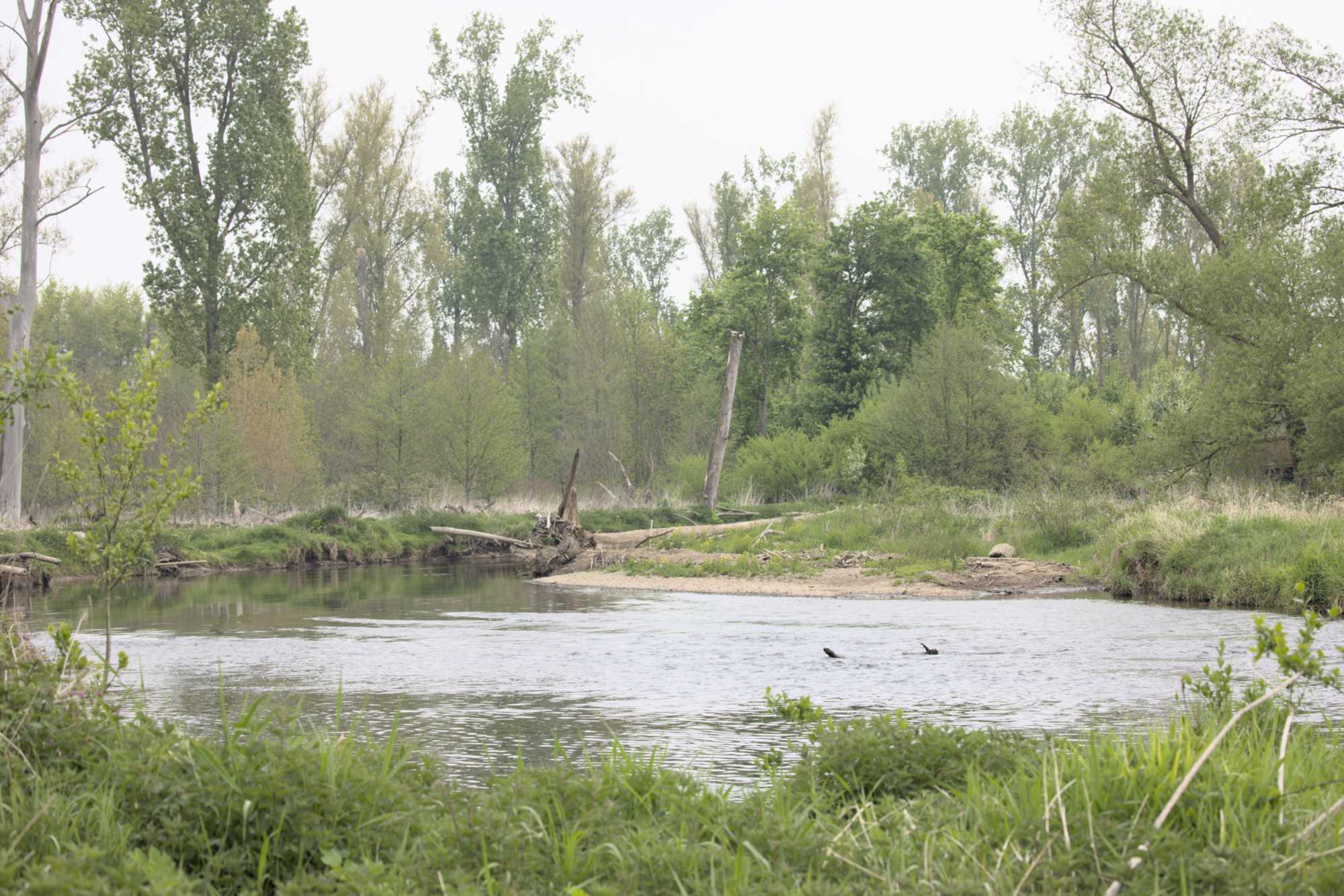 Lokation: Deutschland | Nordrhein-Westfalen | Düren | Jülich Kategorien: Fluss, Datum: 01.05.2022