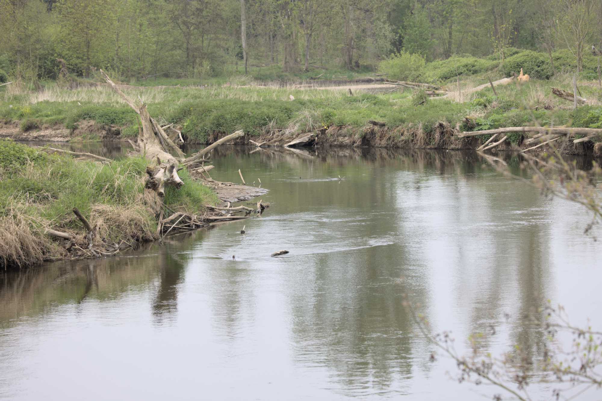 Lokation: Deutschland | Nordrhein-Westfalen | Düren | Jülich Kategorien: Fluss, Datum: 01.05.2022