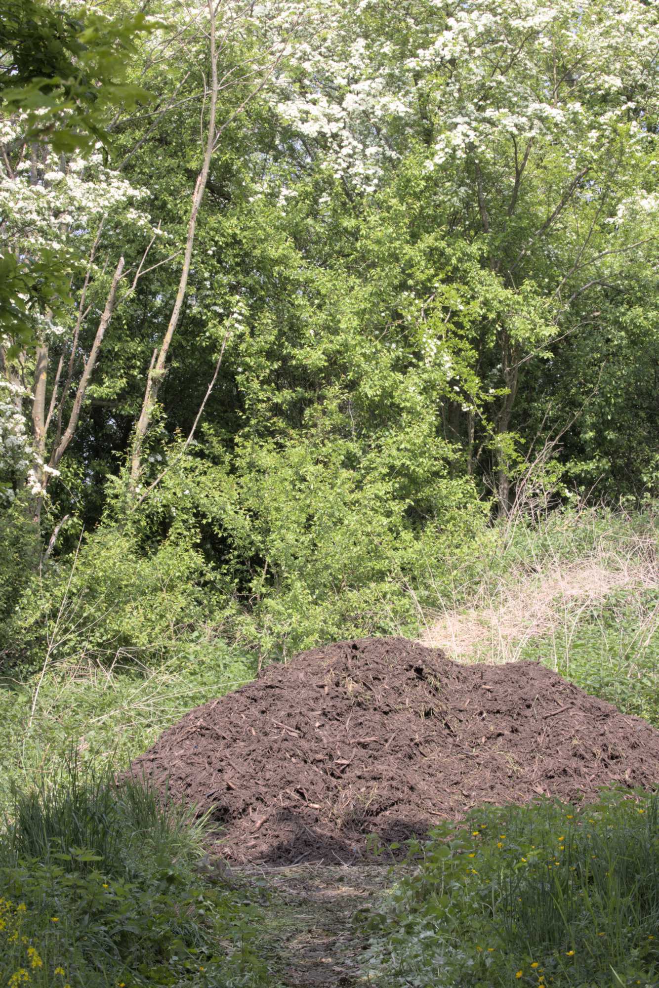 Lokation: Deutschland | Nordrhein-Westfalen | Heinsberg | Wassenberg Kategorien: Wald, Datum: 05.05.2022
