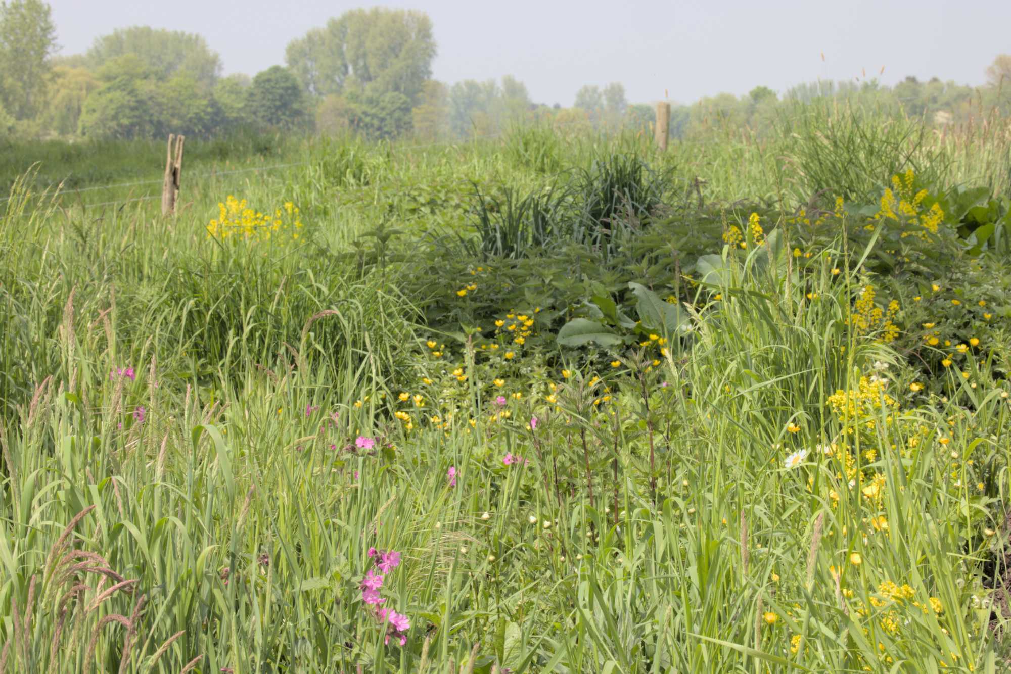 Lokation: Deutschland | Nordrhein-Westfalen | Heinsberg | Wassenberg Kategorien: Wiese, Datum: 05.05.2022