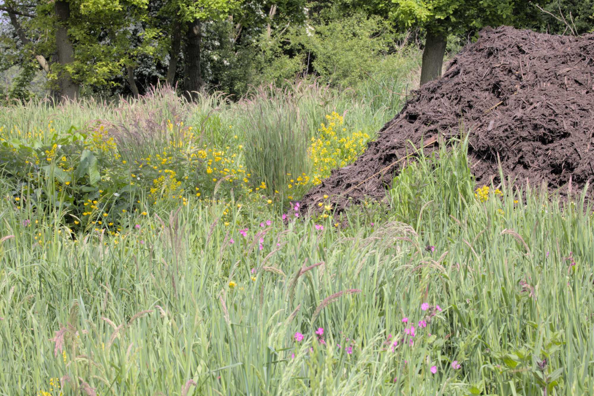 Lokation: Deutschland | Nordrhein-Westfalen | Heinsberg | Wassenberg Kategorien: Wiese, Datum: 05.05.2022