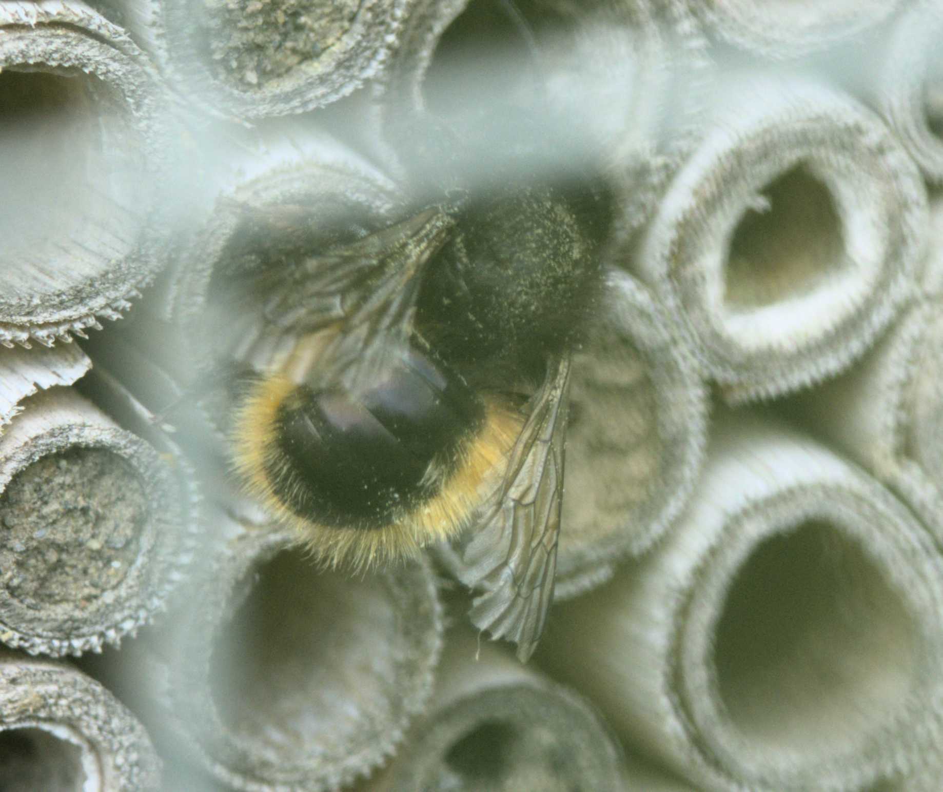 Lokation: Deutschland | Nordrhein-Westfalen | Heinsberg | Wassenberg Kategorien: Bienen, Datum: 05.05.2022