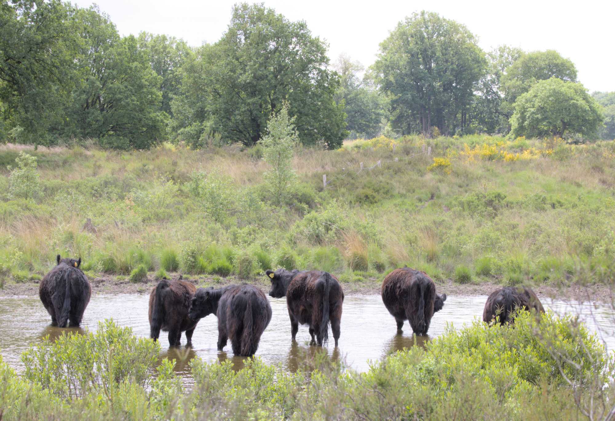 Lokation: Niederlande | Limburg | Roerdalen | Herkenbosch Kategorien: Beweidung, Datum: 26.05.2022