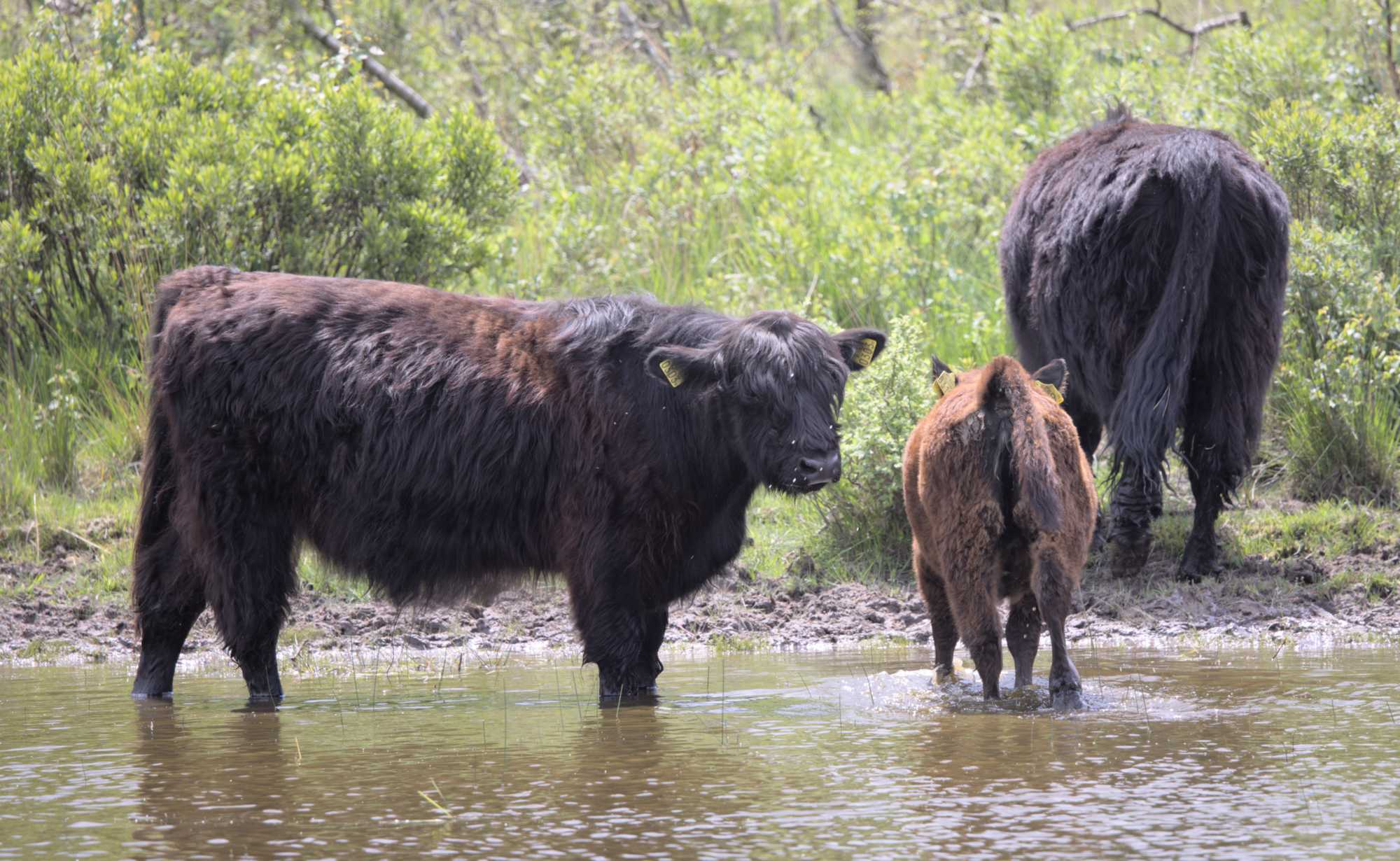 Lokation: Niederlande | Limburg | Roerdalen | Herkenbosch Kategorien: Beweidung, Datum: 26.05.2022