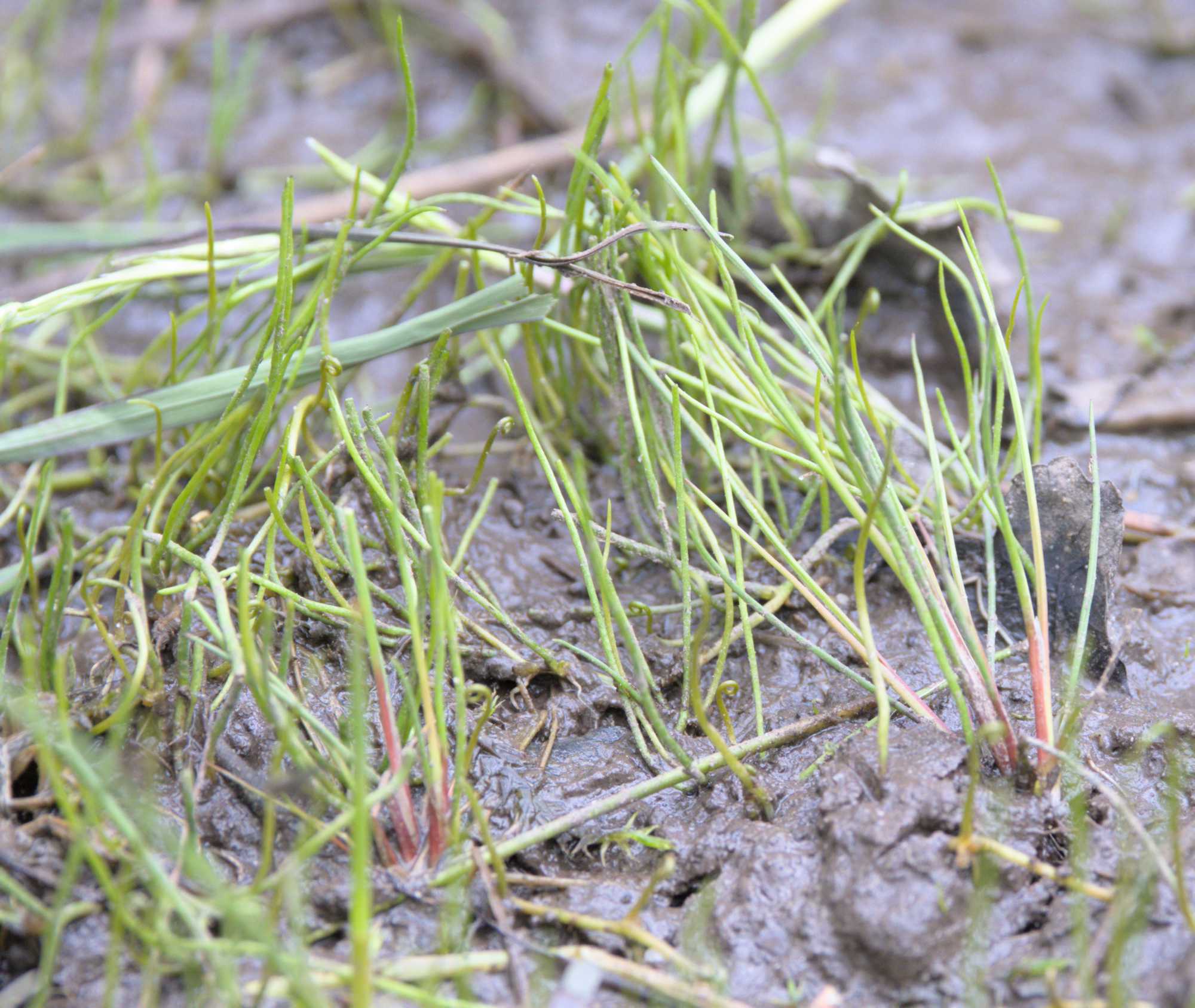 Lokation: Niederlande | Limburg | Roerdalen | Herkenbosch Kategorien: Habitus, Datum: 26.05.2022