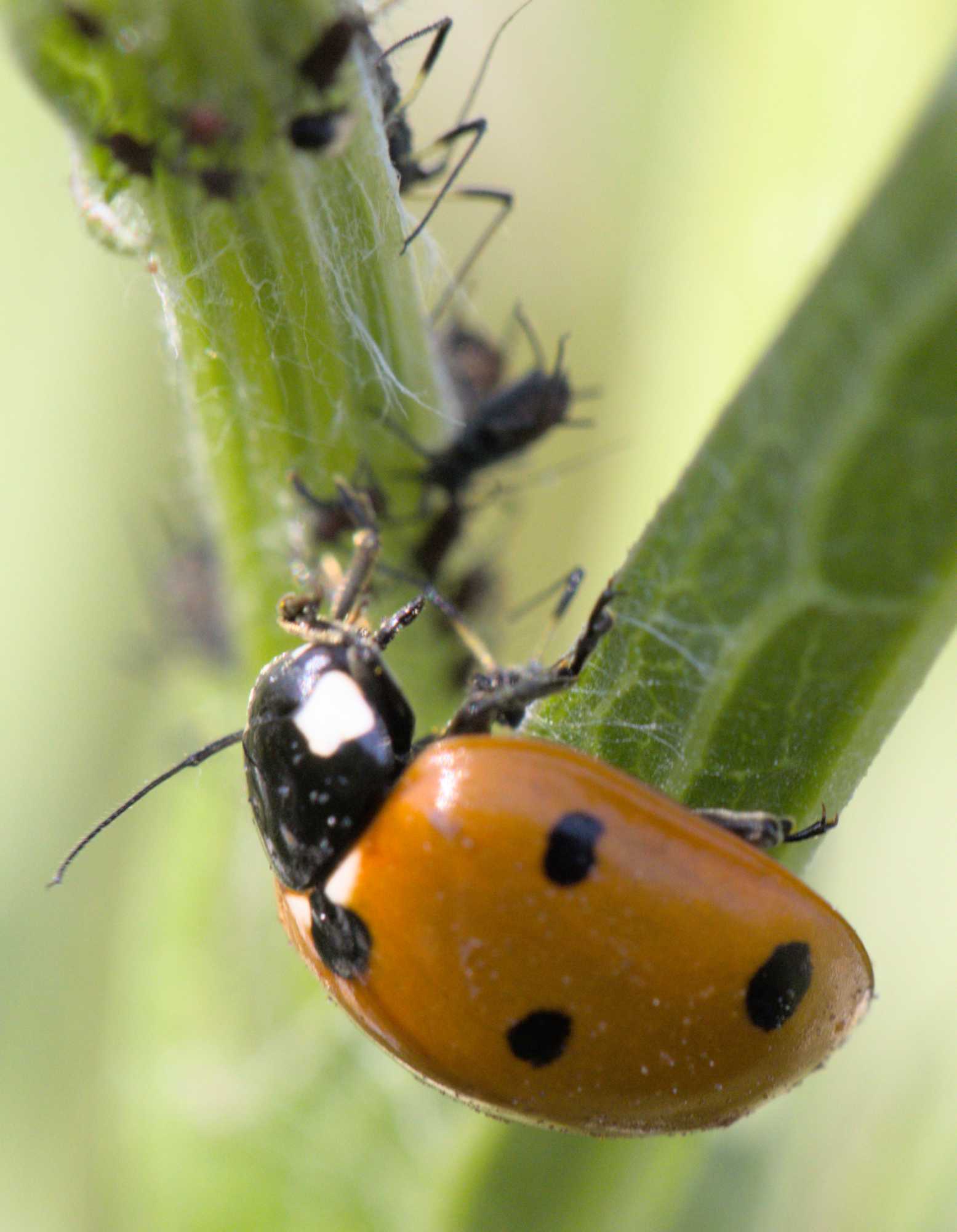 Siebenpunkt-Marienkäfer (Coccinella septempunctata), Lokation: Deutschland | Nordrhein-Westfalen | Heinsberg | Wassenberg Kategorien: Käfer, Familie: Coccinellidae (Marienkäfer), Datum: 04.06.2022