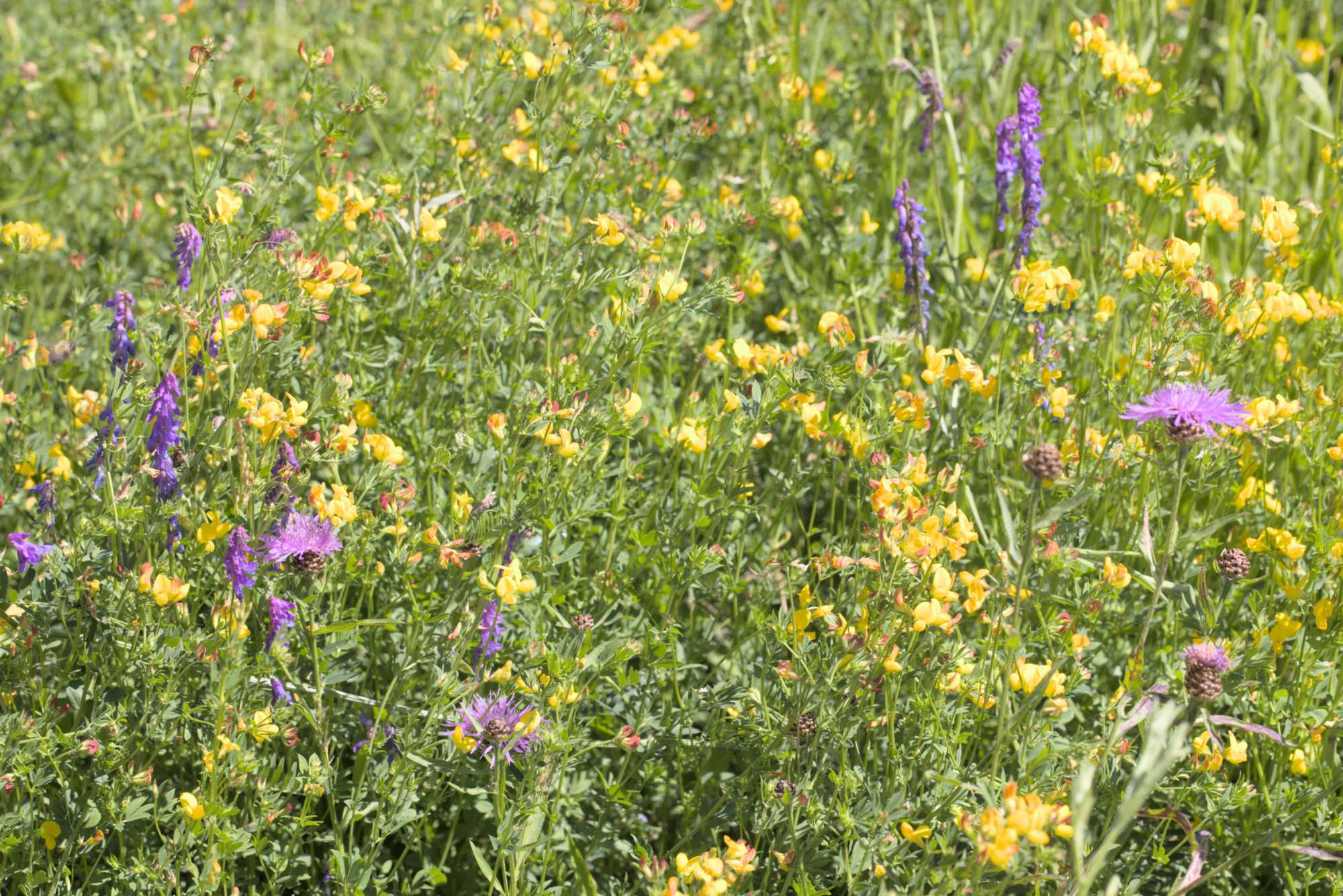 Lokation: Deutschland | Nordrhein-Westfalen | Heinsberg | Wassenberg Kategorien: Vegetation, Datum: 16.06.2022