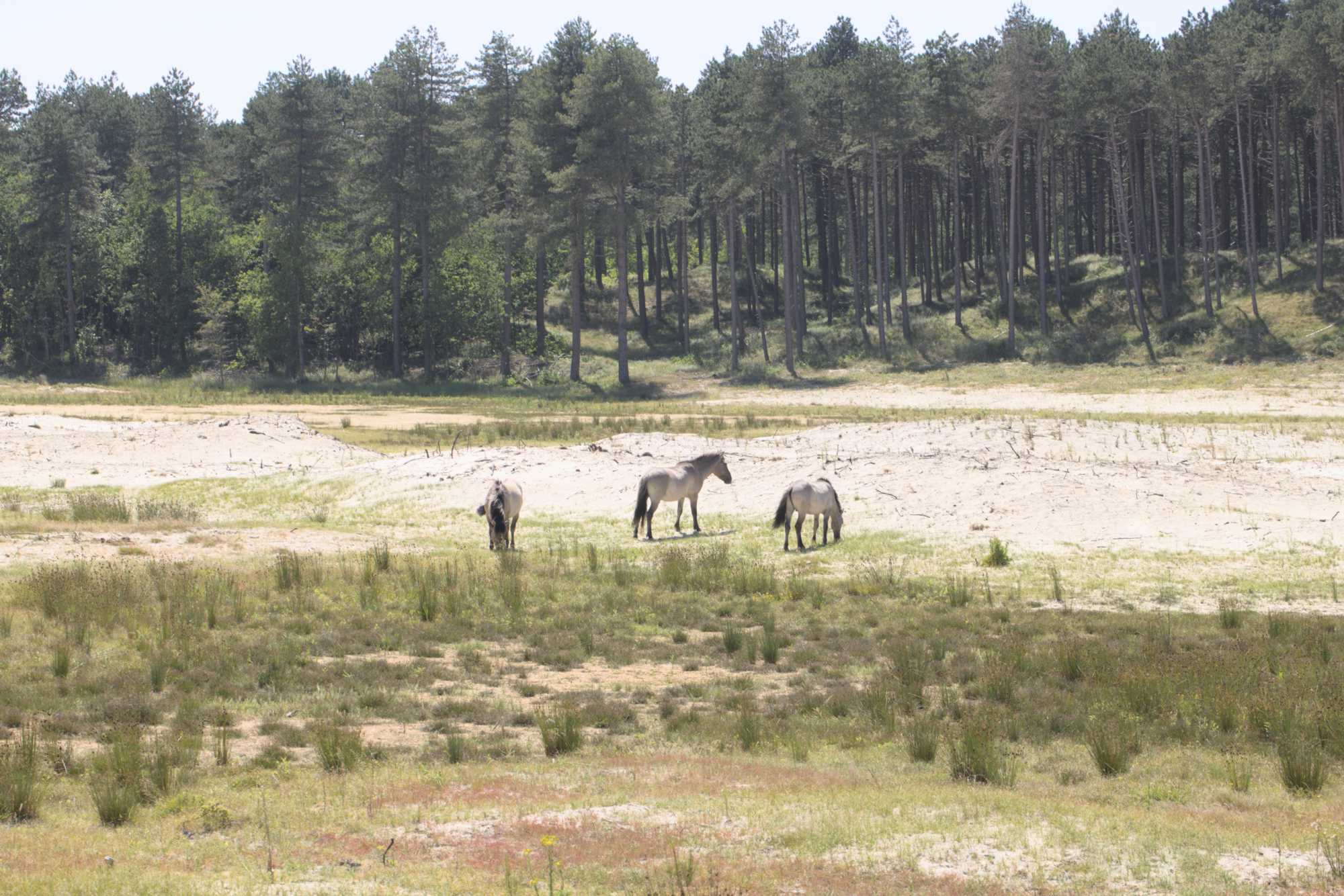 Lokation: Niederlande | Zeeland | Veere | Oostkapelle Kategorien: Beweidung, Dünen, Datum: 22.06.2022