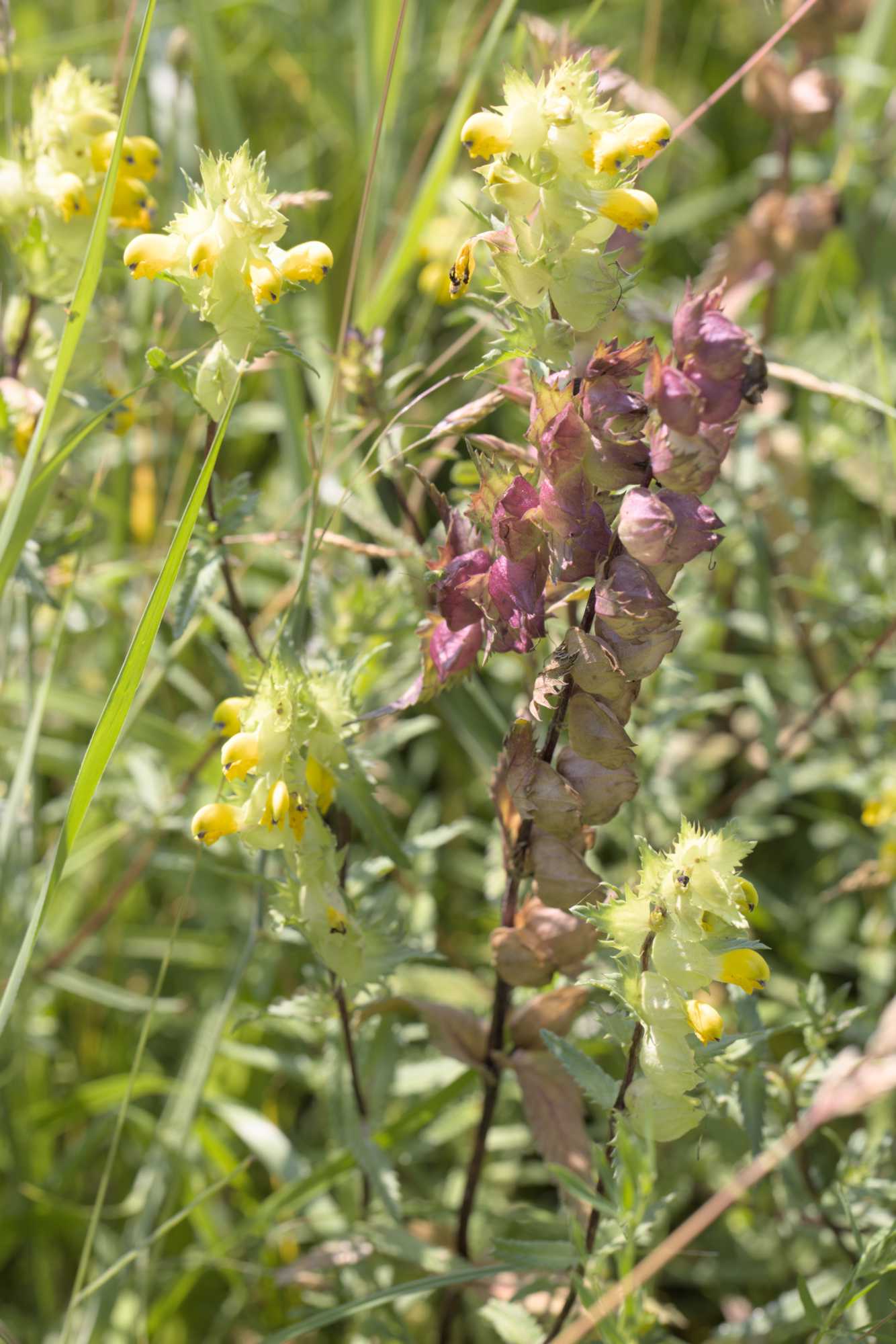 Lokation: Niederlande | Zeeland | Schouwen-Duiveland | Serooskerke Kategorien: Habitus, Datum: 23.06.2022