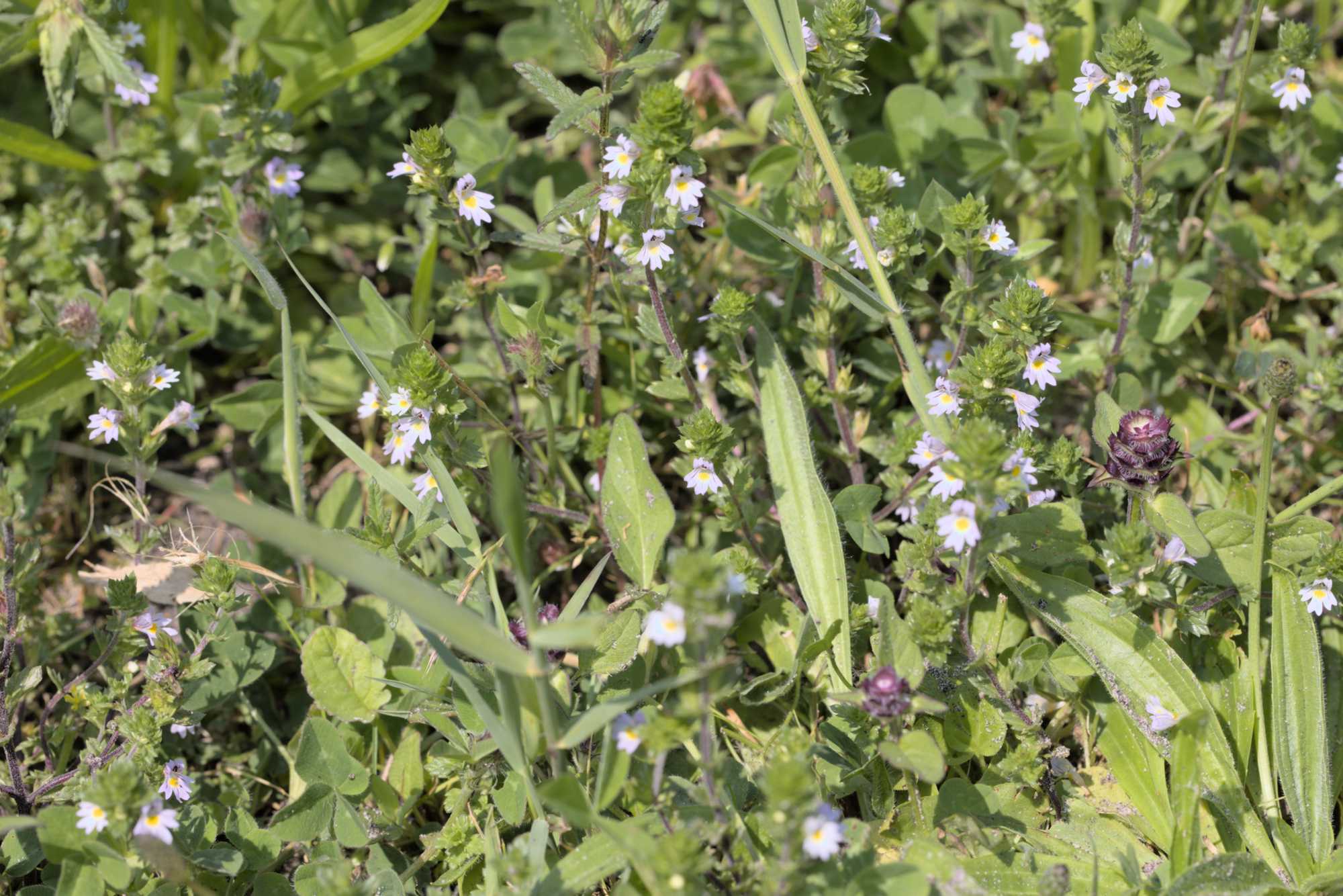 Lokation: Niederlande | Zeeland | Schouwen-Duiveland | Serooskerke Kategorien: Vegetation, Datum: 23.06.2022
