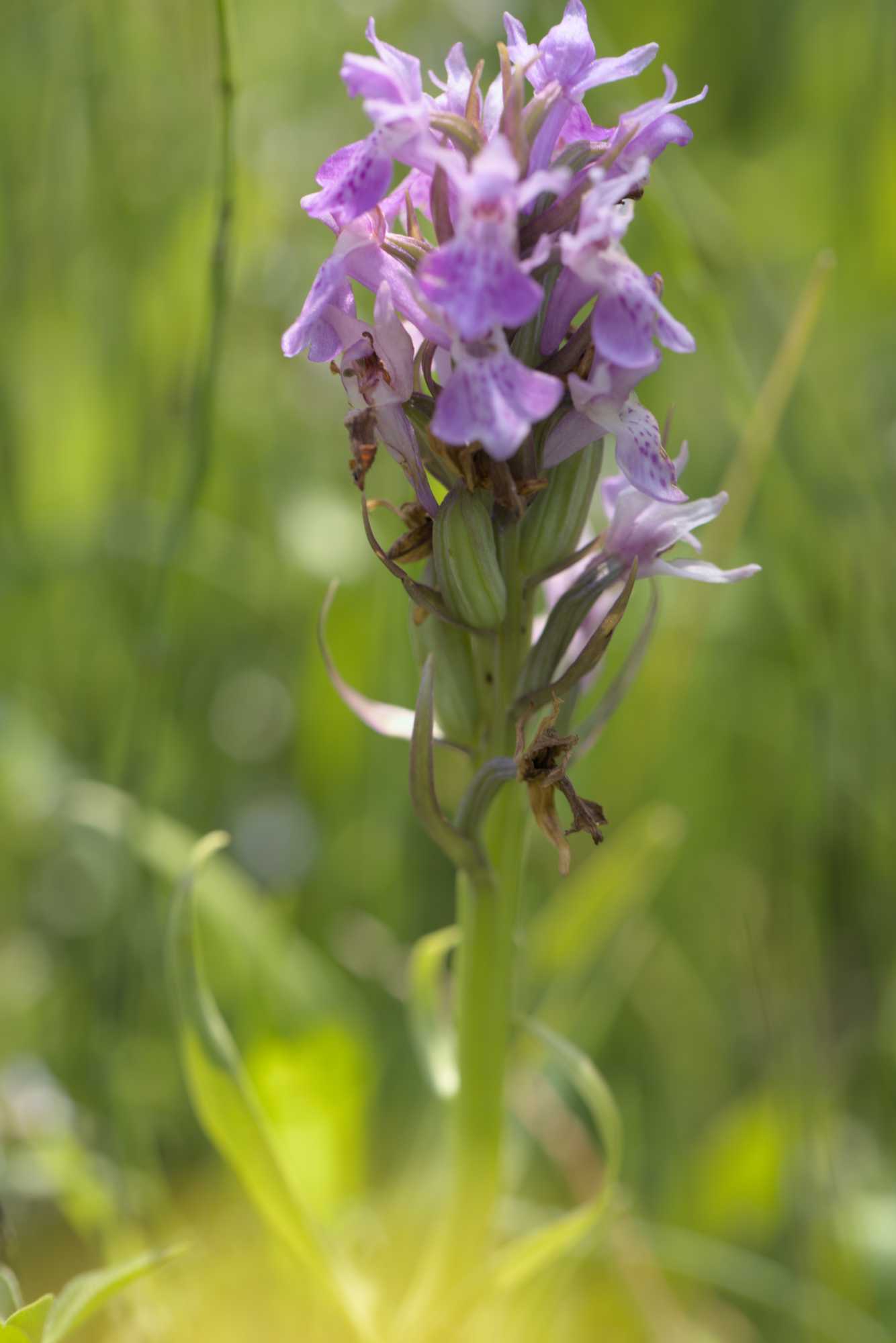 Übersehenes Knabenkraut (Dactylorhiza praetermissa), Lokation: Niederlande | Zeeland | Schouwen-Duiveland | Serooskerke Kategorien: Blüte, Familie: Orchidaceae (Orchideen ), Datum: 23.06.2022