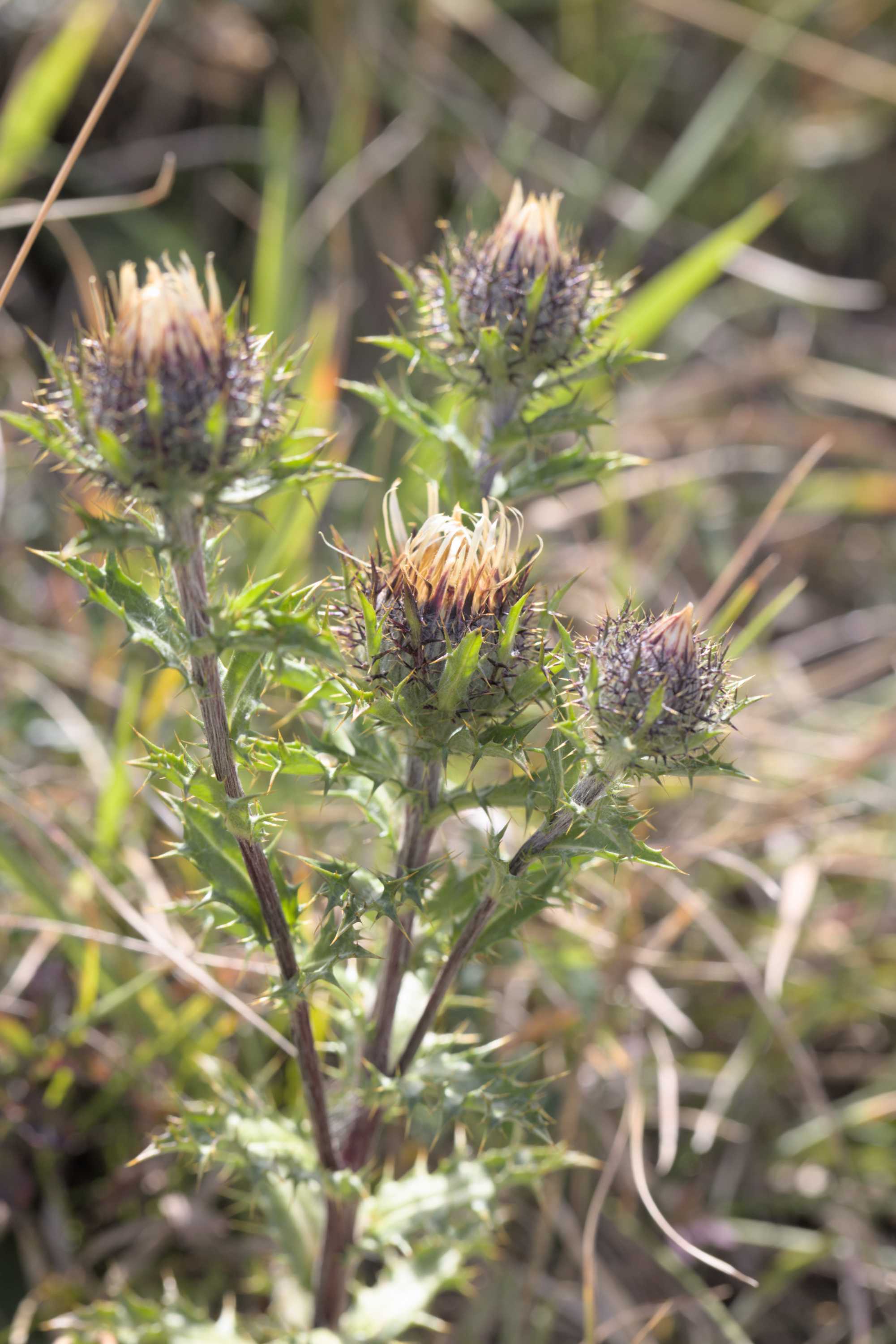 Gemeine Golddistel (Carlina vulgaris), Lokation: Deutschland | Nordrhein-Westfalen | Aachen | Stolberg Kategorien: Habitus, Familie: Asteraceae (Korbblütler ), Datum: 31.07.2022