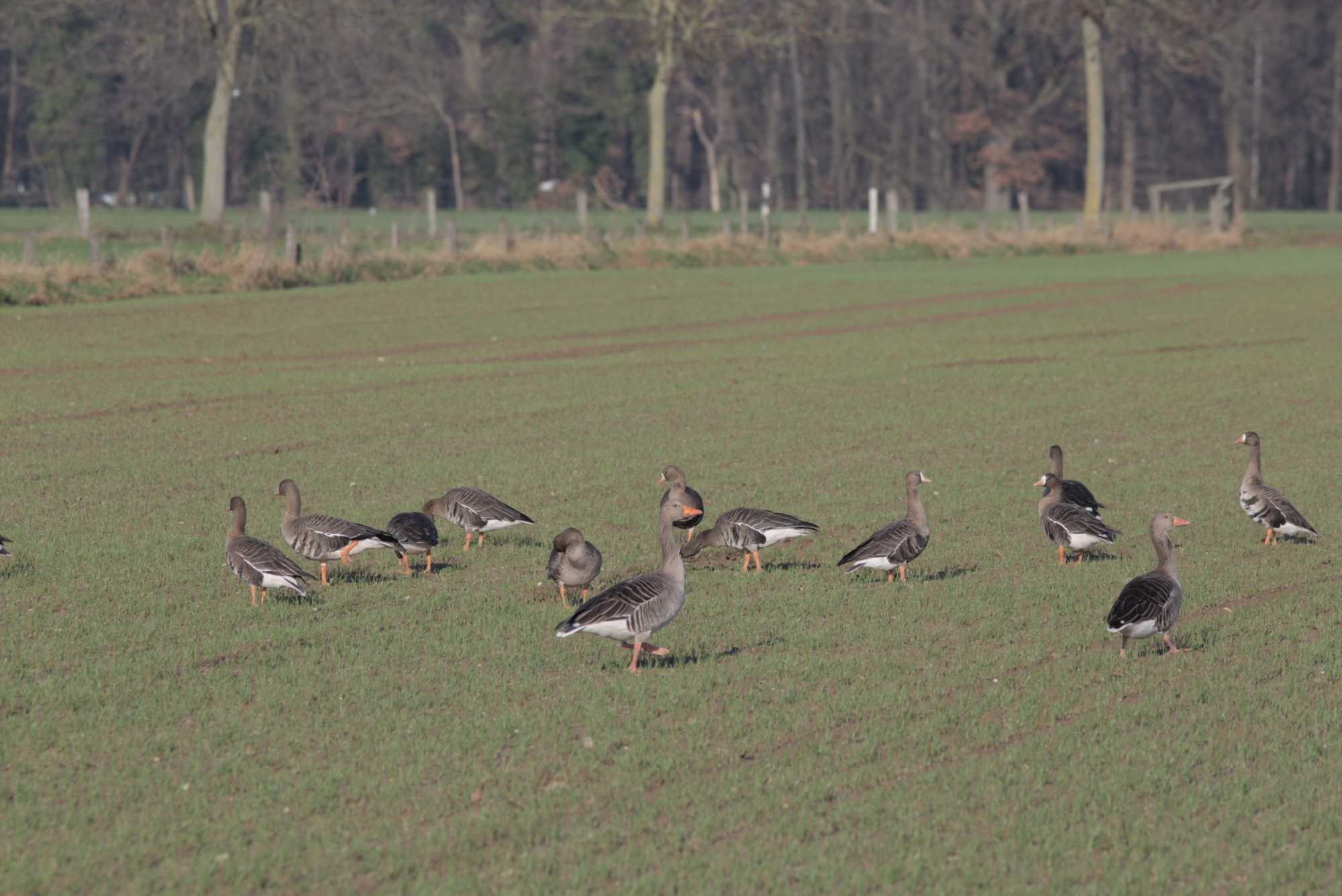 Lokation: Deutschland | Nordrhein-Westfalen | Heinsberg | Wassenberg Kategorien: Vögel, Datum: 10.01.2022
