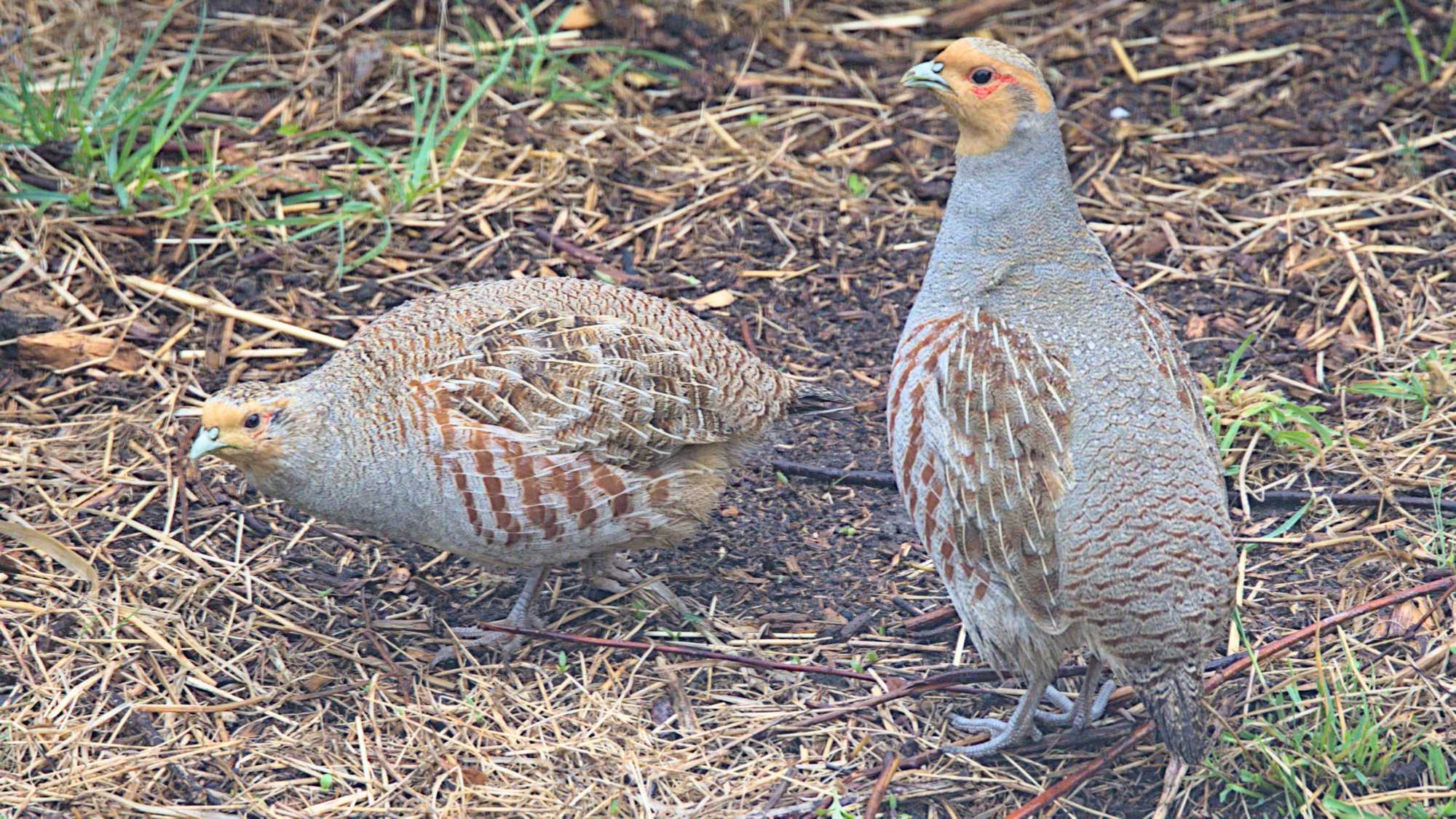 Lokation: Deutschland | Nordrhein-Westfalen | Heinsberg | Wassenberg Kategorien: Vögel, Hortus rusticus, Datum: 05.04.2022