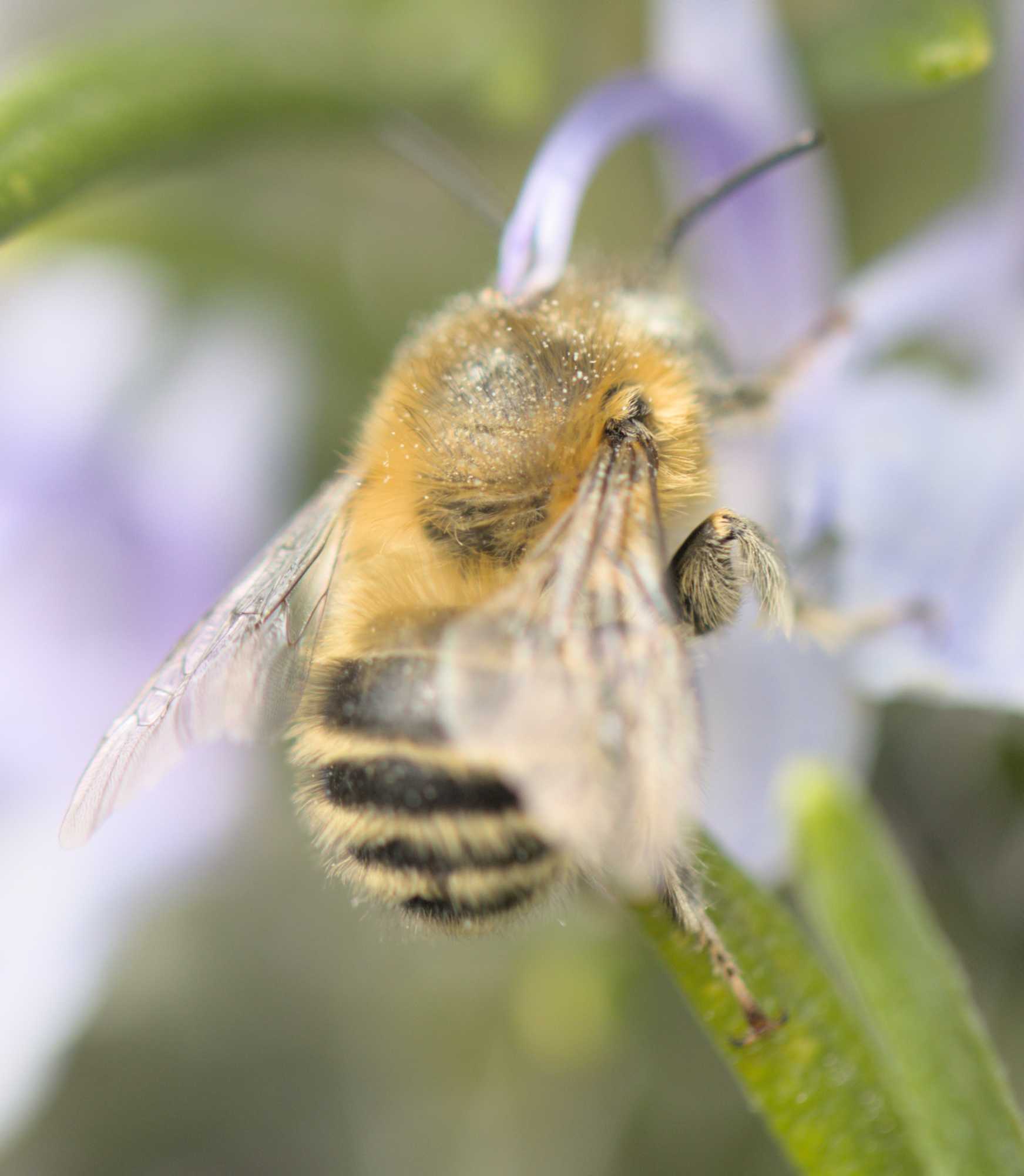 Vierfleck-Pelzbiene (Anthophora quadrimaculata), Lokation: Deutschland | Nordrhein-Westfalen | Heinsberg | Wassenberg Kategorien: Insekten, Hortus rusticus, Familie: Apidae (Echte Bienen), Datum: 01.05.2022