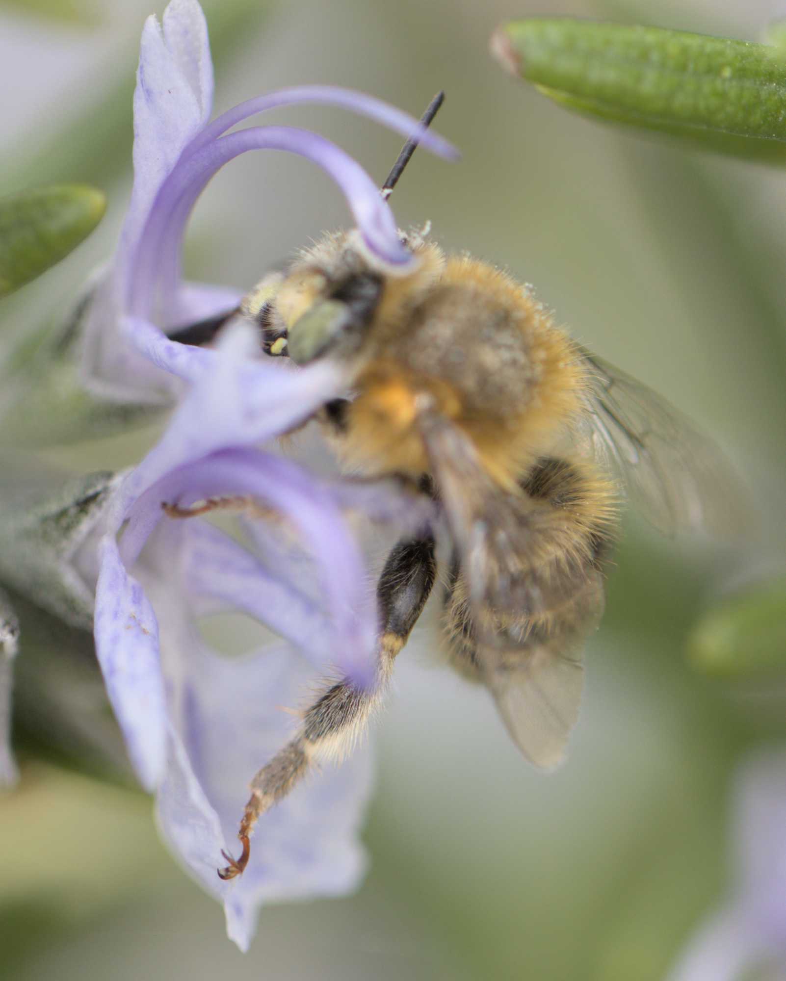 Vierfleck-Pelzbiene (Anthophora quadrimaculata), Lokation: Deutschland | Nordrhein-Westfalen | Heinsberg | Wassenberg Kategorien: Insekten, Hortus rusticus, Familie: Apidae (Echte Bienen), Datum: 01.05.2022