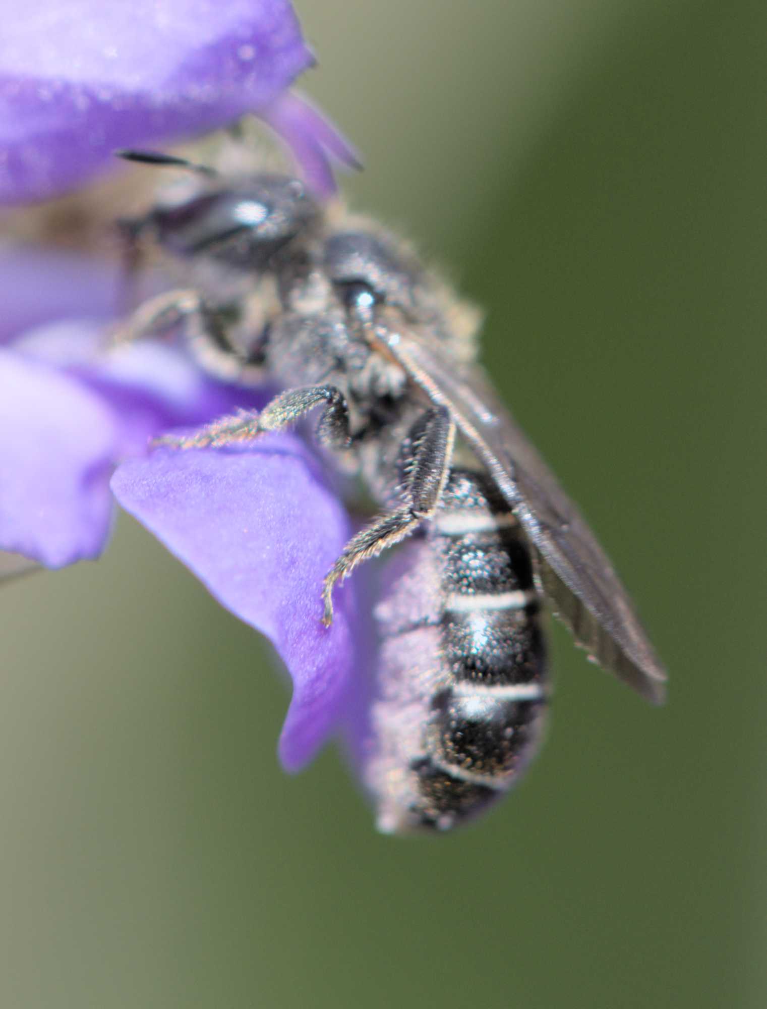 Lokation: Deutschland | Nordrhein-Westfalen | Heinsberg | Wassenberg Kategorien: Insekten, Hortus rusticus, Datum: 31.05.2022