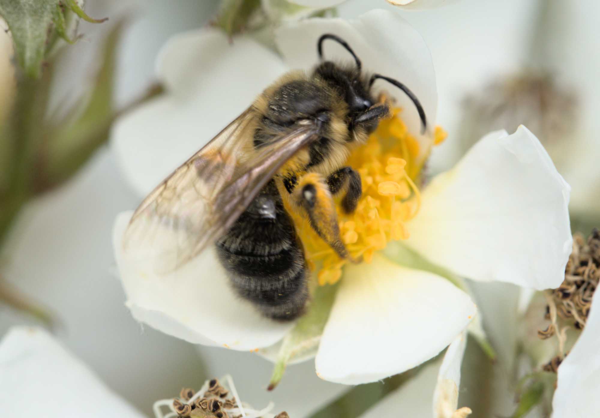 Gesellige Sandbiene (Andrena scotica), Lokation: Deutschland | Nordrhein-Westfalen | Heinsberg | Wassenberg Kategorien: Insekten, Hortus rusticus, Familie: Andrenidae (Sandbienen), Datum: 02.06.2022