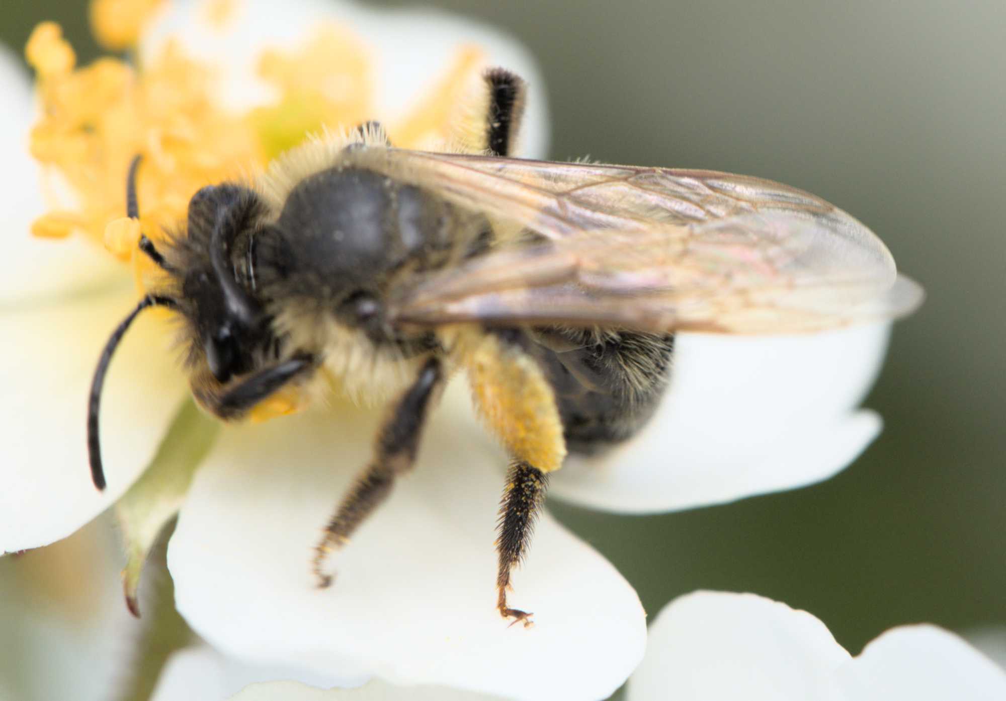 Gesellige Sandbiene (Andrena scotica), Lokation: Deutschland | Nordrhein-Westfalen | Heinsberg | Wassenberg Kategorien: Insekten, Hortus rusticus, Familie: Andrenidae (Sandbienen), Datum: 02.06.2022