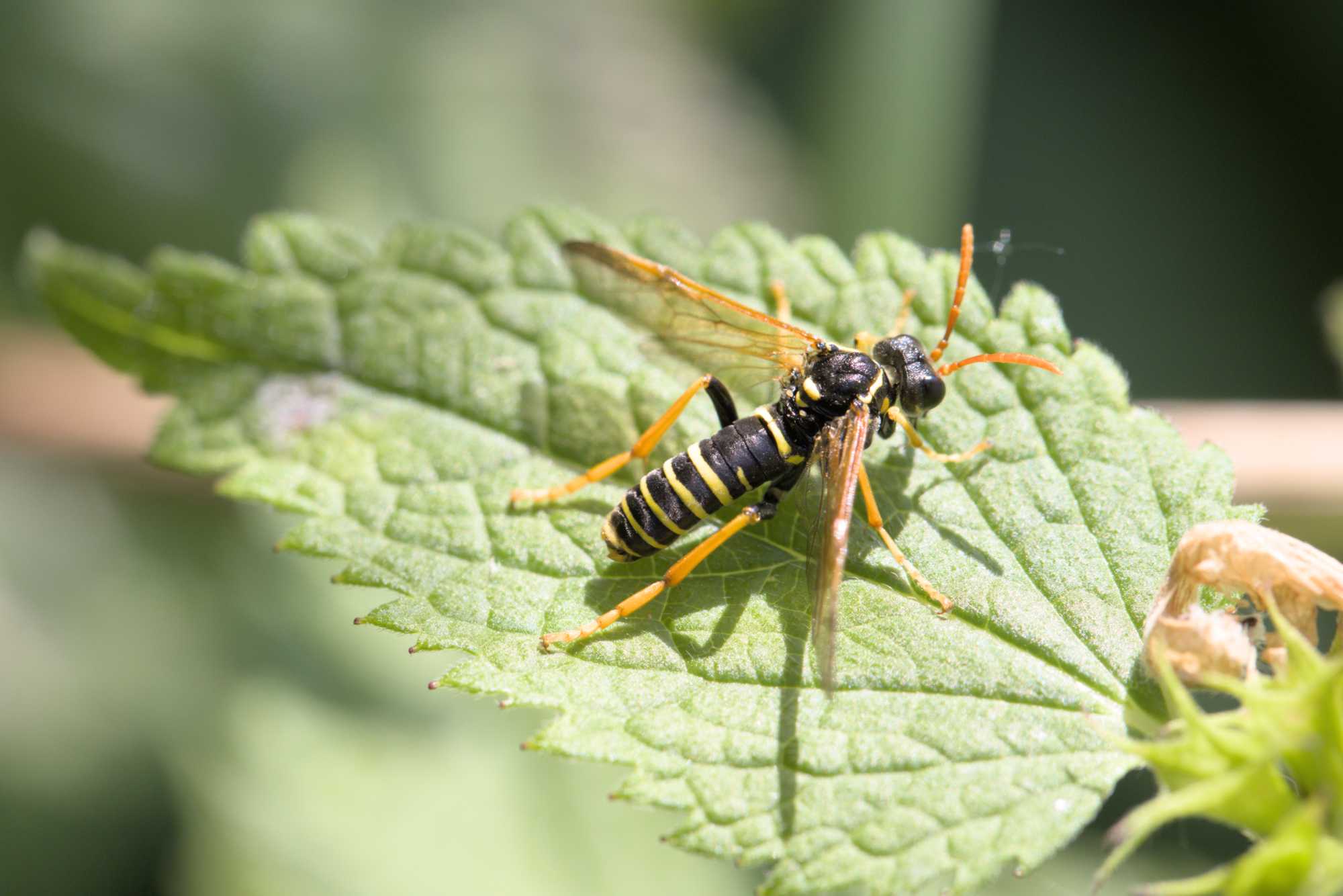 Braunwurz-Blattwespe (Tenthredo scrophulariae), Lokation: Deutschland | Nordrhein-Westfalen | Heinsberg | Wassenberg Kategorien: Insekten, Hortus rusticus, Familie: Tenthredinidae (Echte Blatwespen), Datum: 02.06.2022