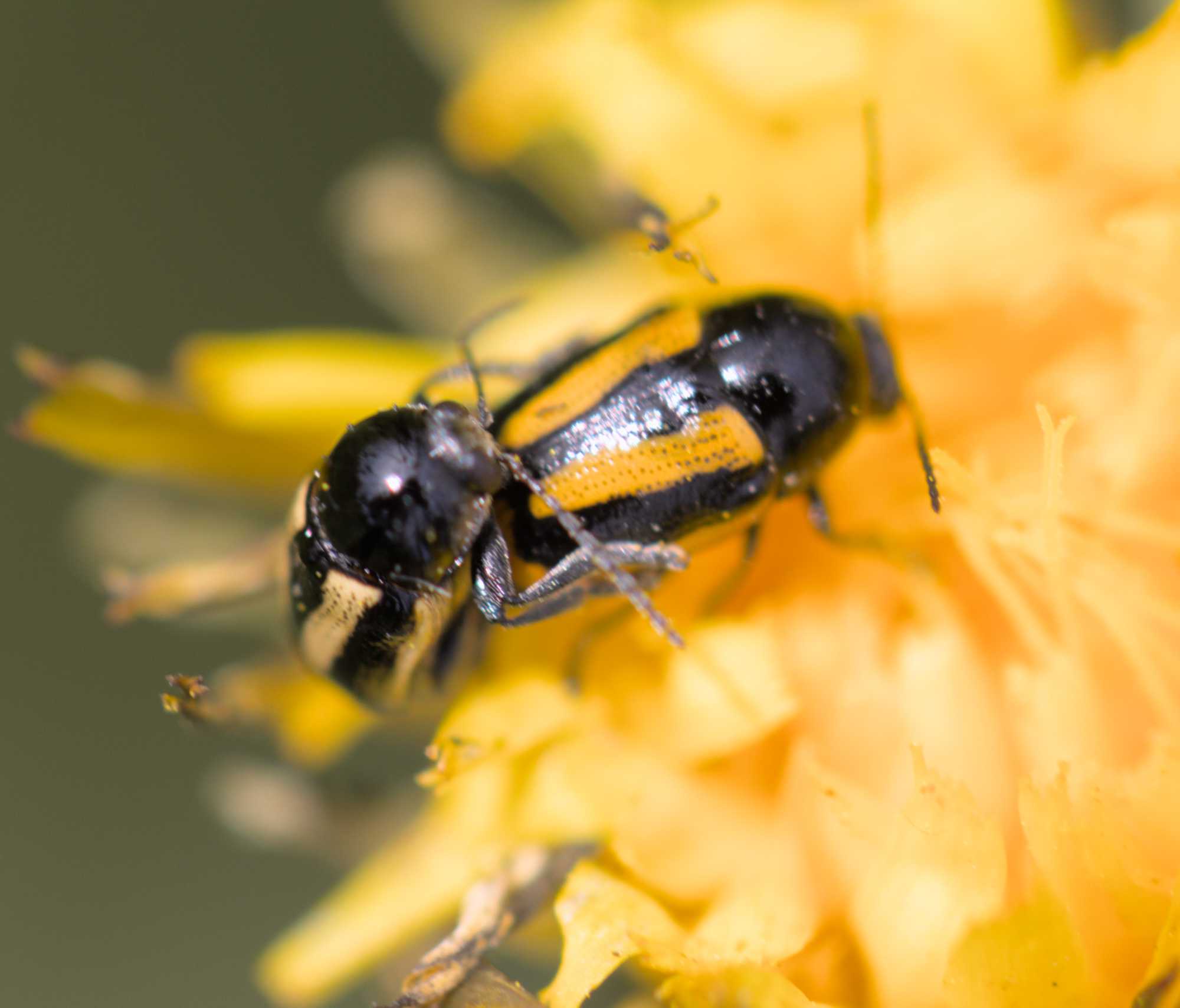 Gebänderter Fallkäfer (Cryptocephalus vittatus), Lokation: Deutschland | Nordrhein-Westfalen | Heinsberg | Wassenberg Kategorien: Insekten, Hortus rusticus, Familie: Chrysomelidae (Blattkäfer), Datum: 03.06.2022