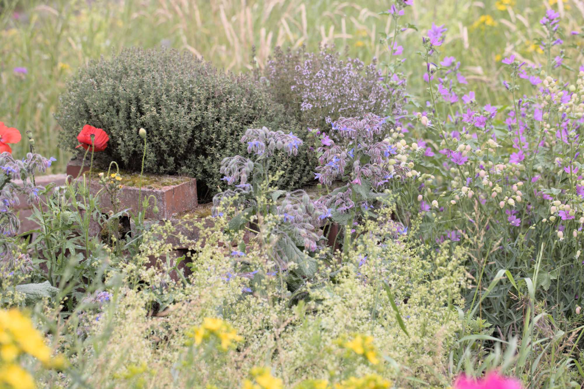 Lokation: Deutschland | Nordrhein-Westfalen | Heinsberg | Wassenberg Kategorien: Naturgarten, Magerbeet, Hortus rusticus, Landhausgarten, Datum: 08.06.2022