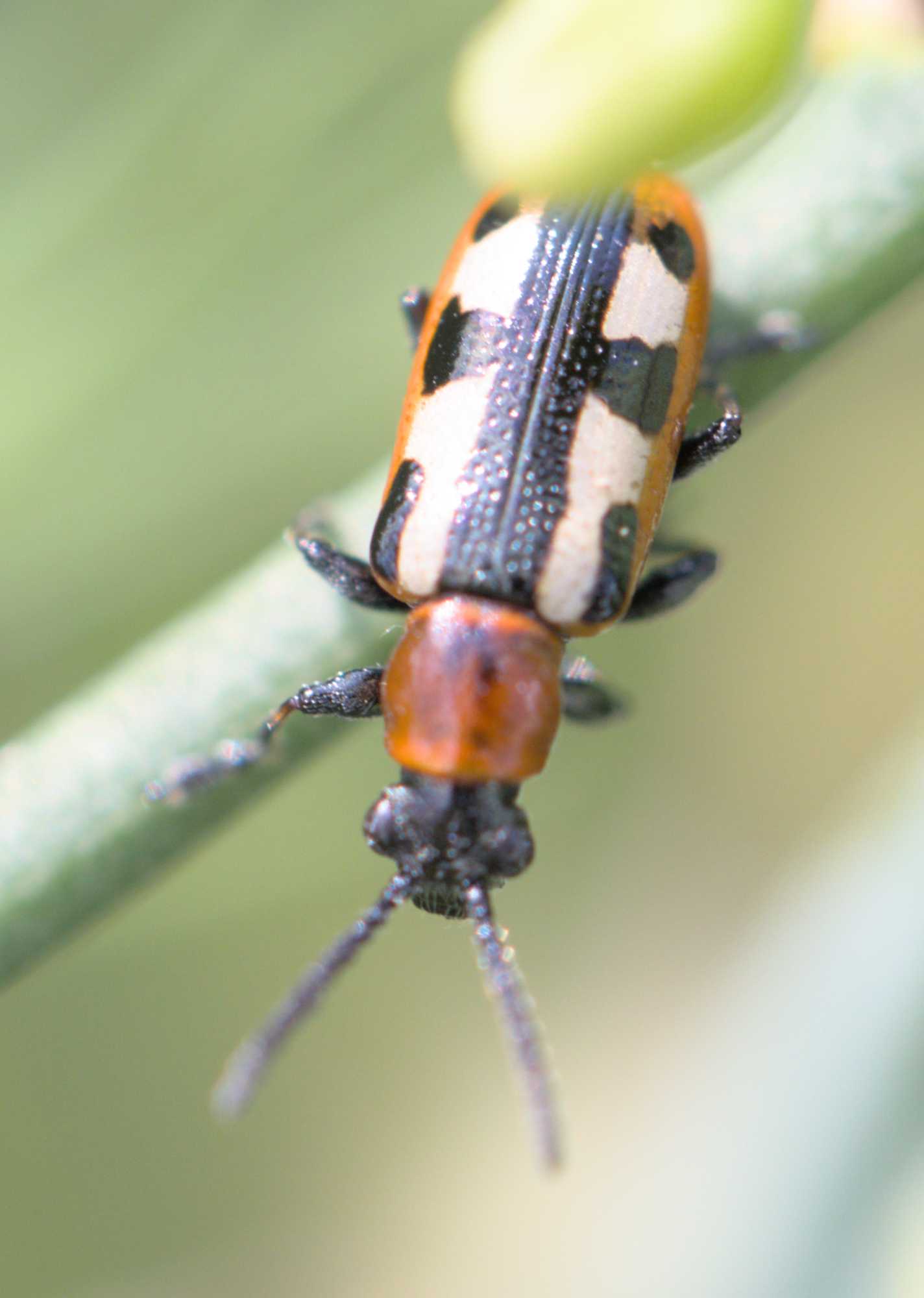 Gewöhnliches Spargelhähnchen (Crioceris asparagi), Lokation: Deutschland | Nordrhein-Westfalen | Heinsberg | Wassenberg Kategorien: Insekten, Familie: Chrysomelidae (Blattkäfer), Datum: 12.06.2022