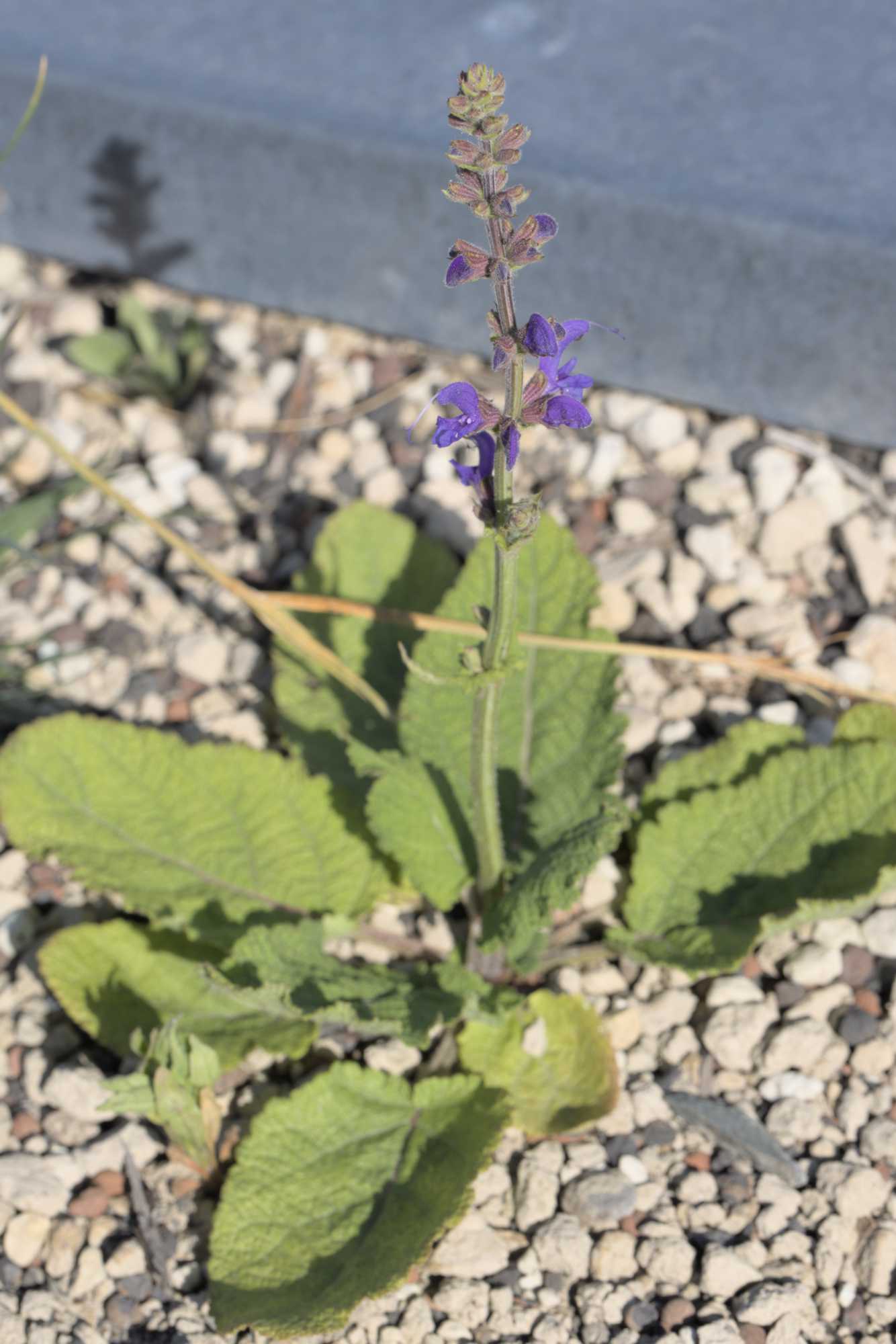 Wiesen-Salbei (Salvia pratensis), Lokation: Deutschland | Nordrhein-Westfalen | Heinsberg | Wassenberg Kategorien: Habitus, Hortus rusticus, Datum: 22.06.2022