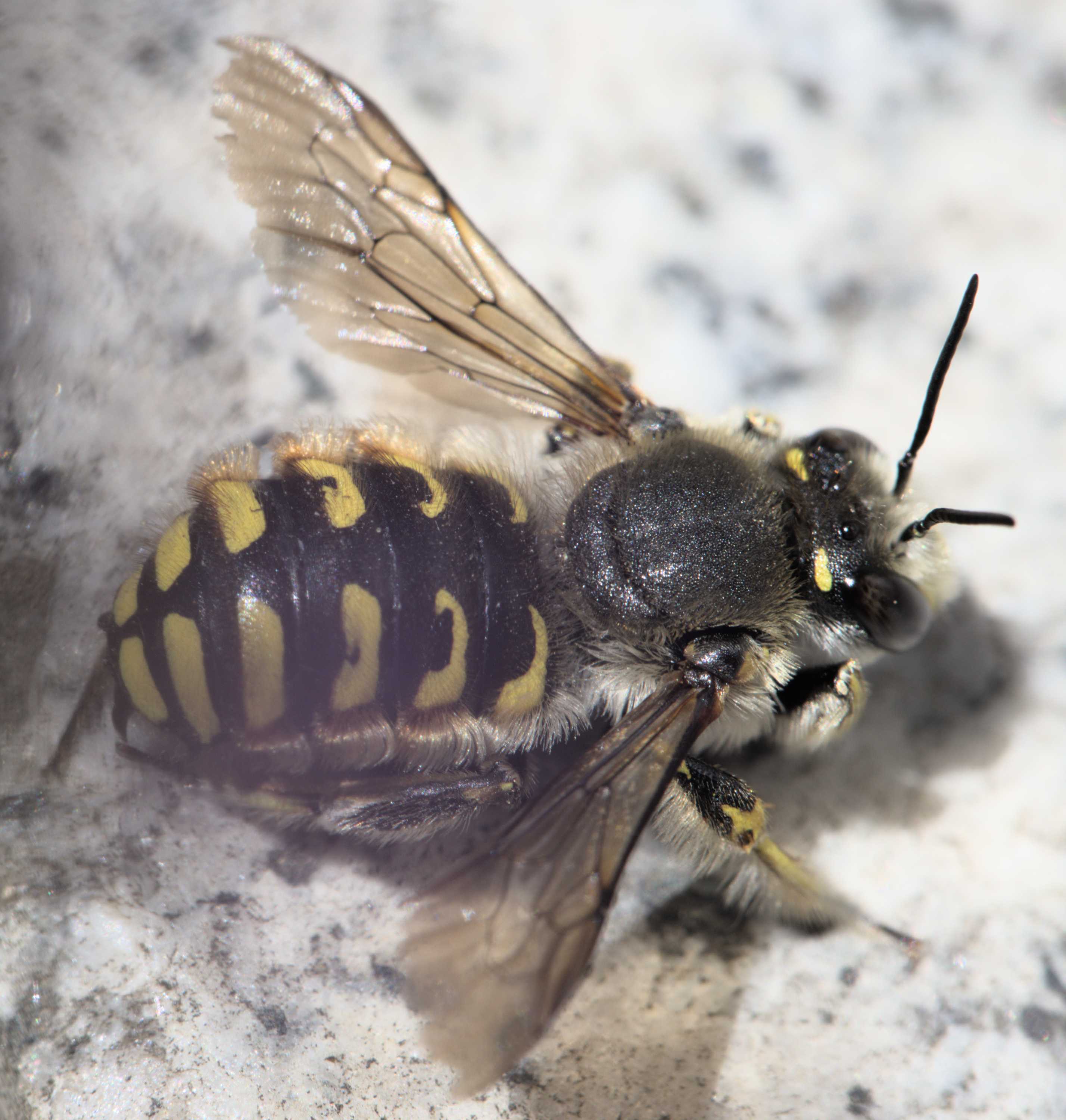 Lokation: Deutschland | Nordrhein-Westfalen | Heinsberg | Wassenberg Kategorien: Bienen, Datum: 02.07.2022