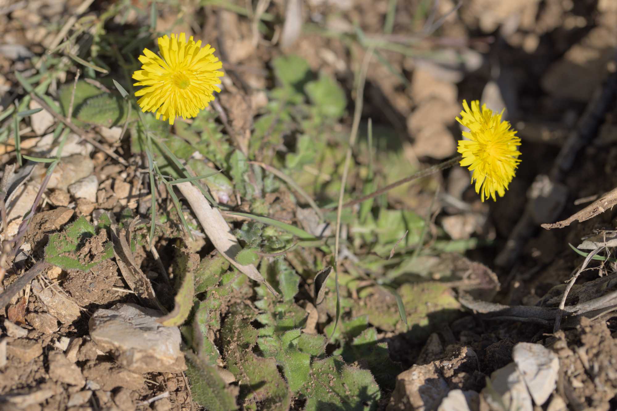 Hasensalat (Crepis sancta), Lokation: Frankreich | Hérault | Lodève | Ganges Kategorien: Habitus, Datum: 23.02.2022