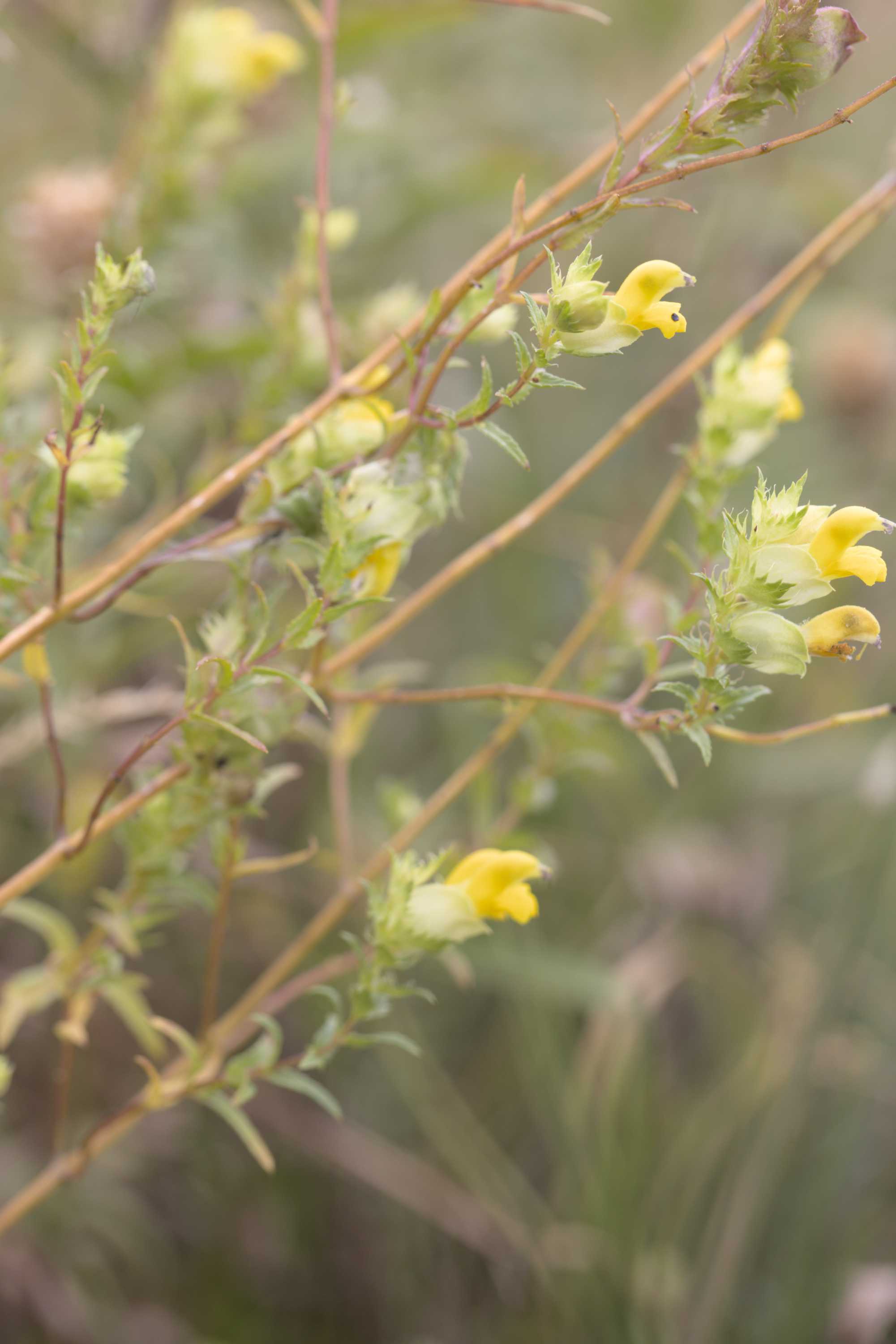 Rhinanthus spec. (Rhinanthus spec.), Lokation: Slowenien | Westslowenien | Gorica-Gebiet | Kobarid Kategorien: Blüte, Familie: Orobanchaceae (Sommerwurzgewächse ), Datum: 06.09.2022