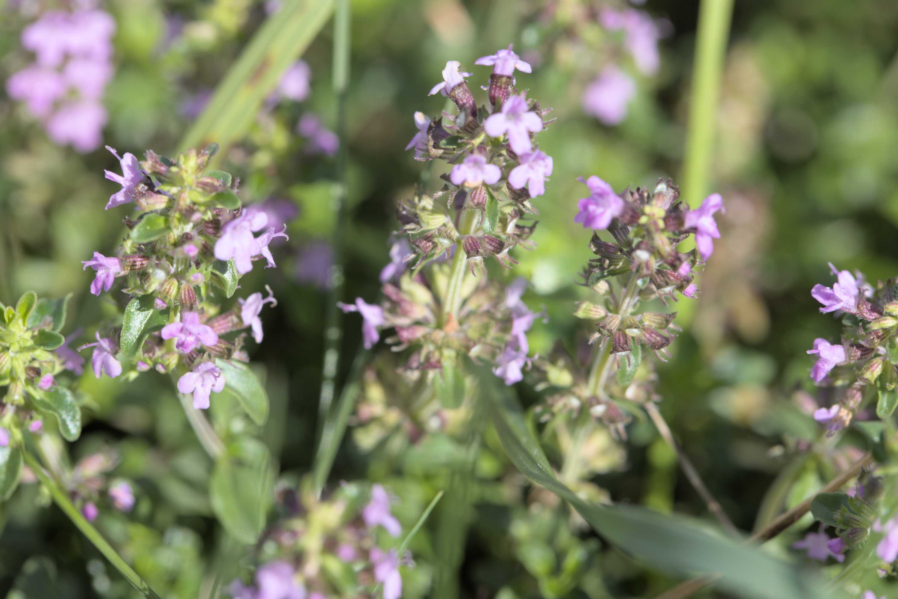 Thymian unbest. (Thymus spec.), Lokation: Slowenien | Ostslowenien | Drau-Gegend | Ptuj Kategorien: Blüte, Familie: Lamiaceae (Lippenblütler ), Datum: 11.09.2022
