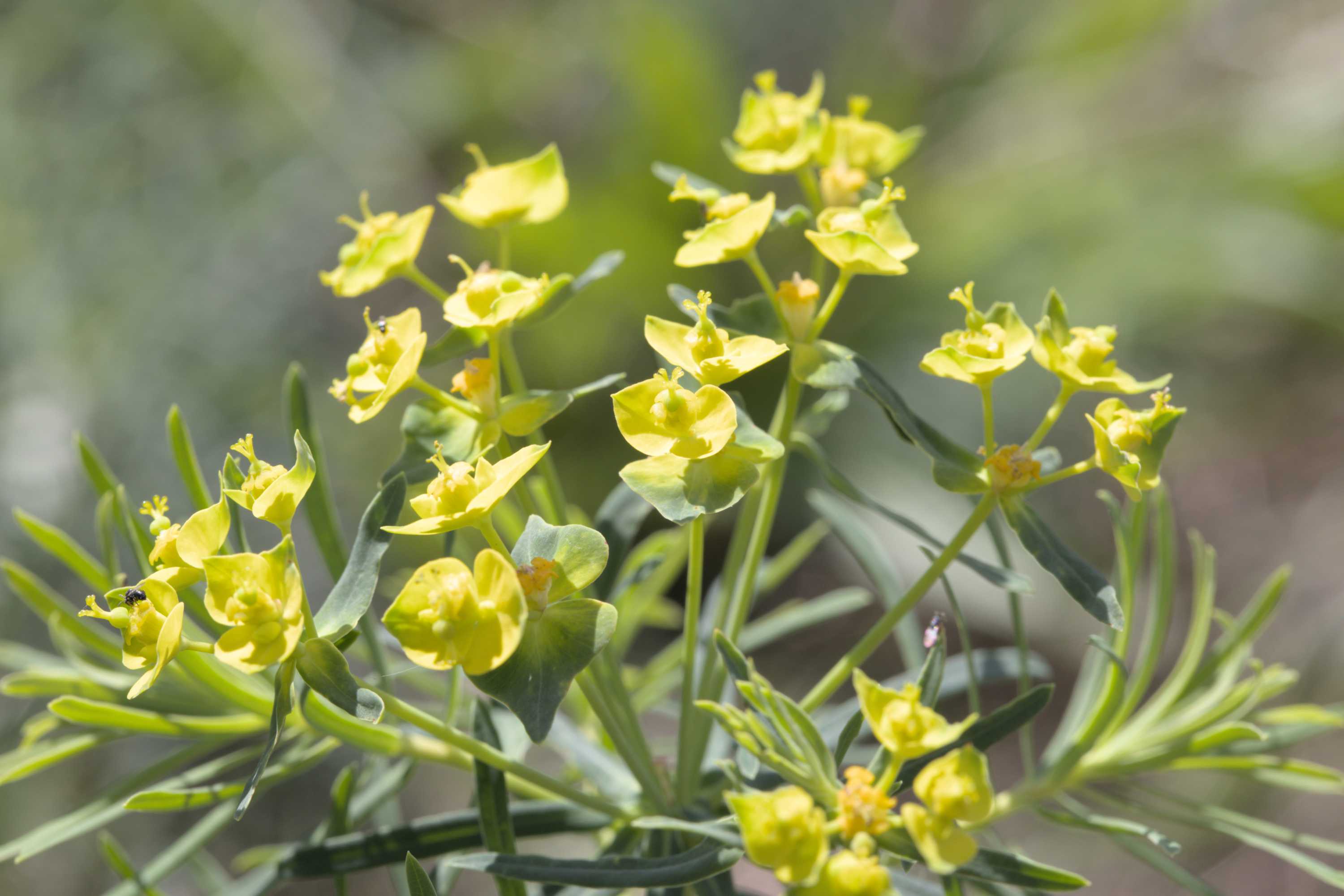 Zypressen-Wolfsmilch (Euphorbia cyparissias), Lokation: Slowenien | Ostslowenien | Drau-Gegend | Ptuj Kategorien: Blüte, Familie: Euphorbiaceae (Wolfsmilchgewächse ), Datum: 11.09.2022