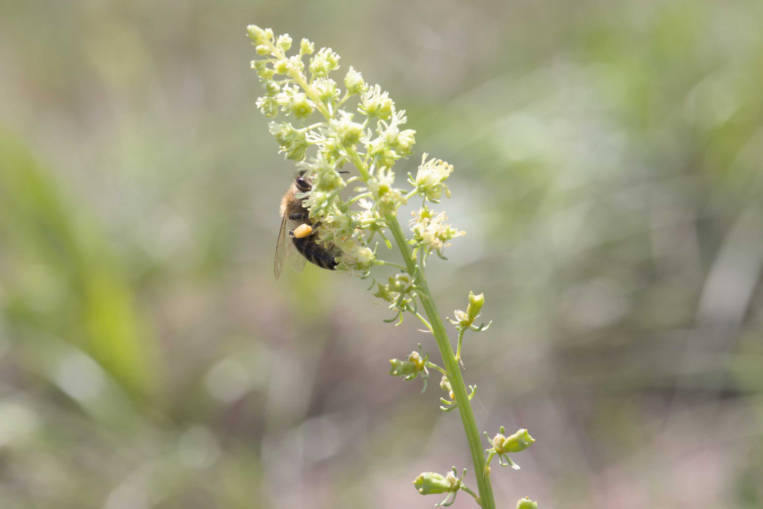 Gelbe Reseda (Reseda lutea), Lokation: Slowenien | Ostslowenien | Drau-Gegend | Ptuj Kategorien: Blüte, Familie: Resedaceae (Resedengewächse ), Datum: 11.09.2022