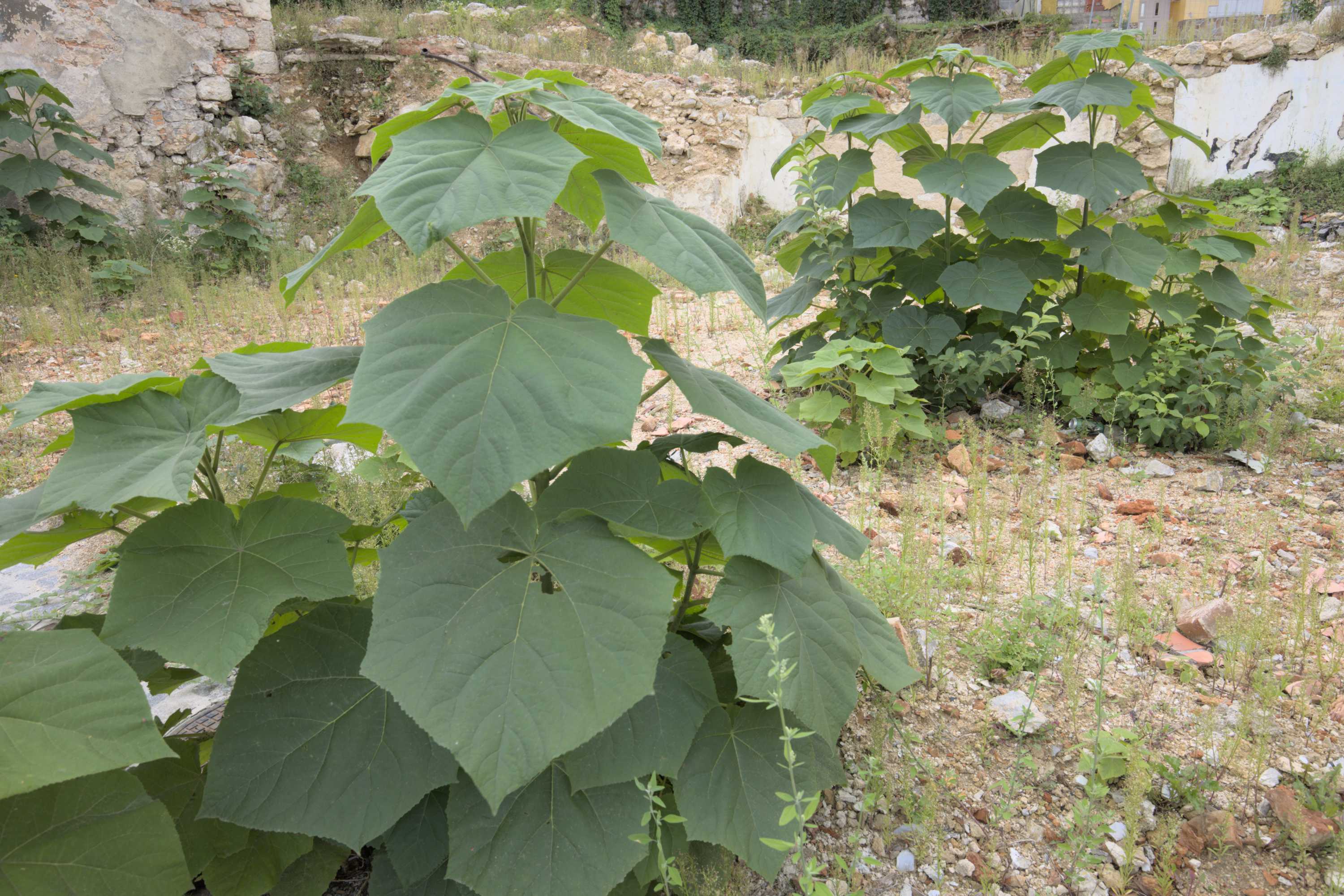 Chinesischer Blauglockenbaum (Paulownia tomentosa), Lokation: Slowenien | Ostslowenien | Südostslowenien | Novo mesto Kategorien: Habitus, Familie: Paulowniaceae (Blauglockenbaumgewächse ), Datum: 14.09.2022