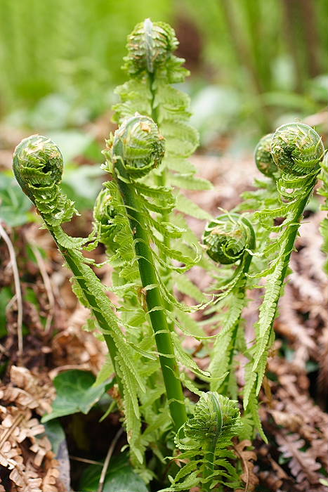 Lokation: Zuhause Kategorien: Habitus, Garten, Datum: 17.04.2005