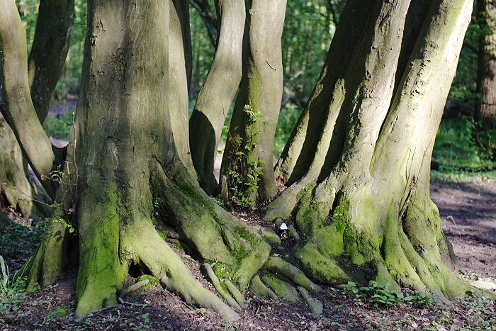 Lokation: Köln, Leidenhausen Kategorien: Baum, Datum: 01.05.2005