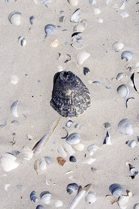 Lokation: Ostfriesland, Juist Kategorien: Strand, Datum: 18.07.2005